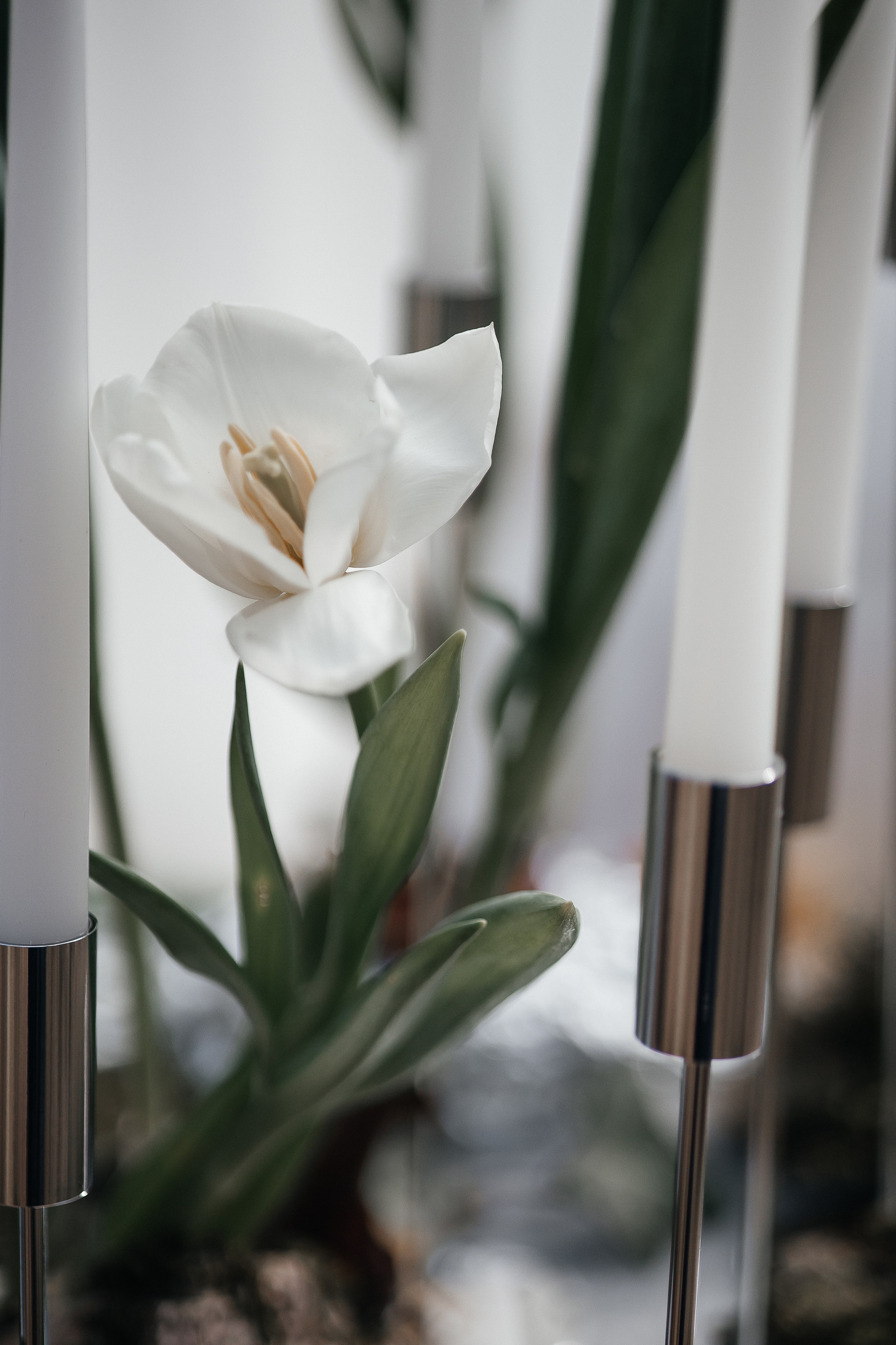 Тюльпаны. Фотограф в Севастополе — Евгения Бойко