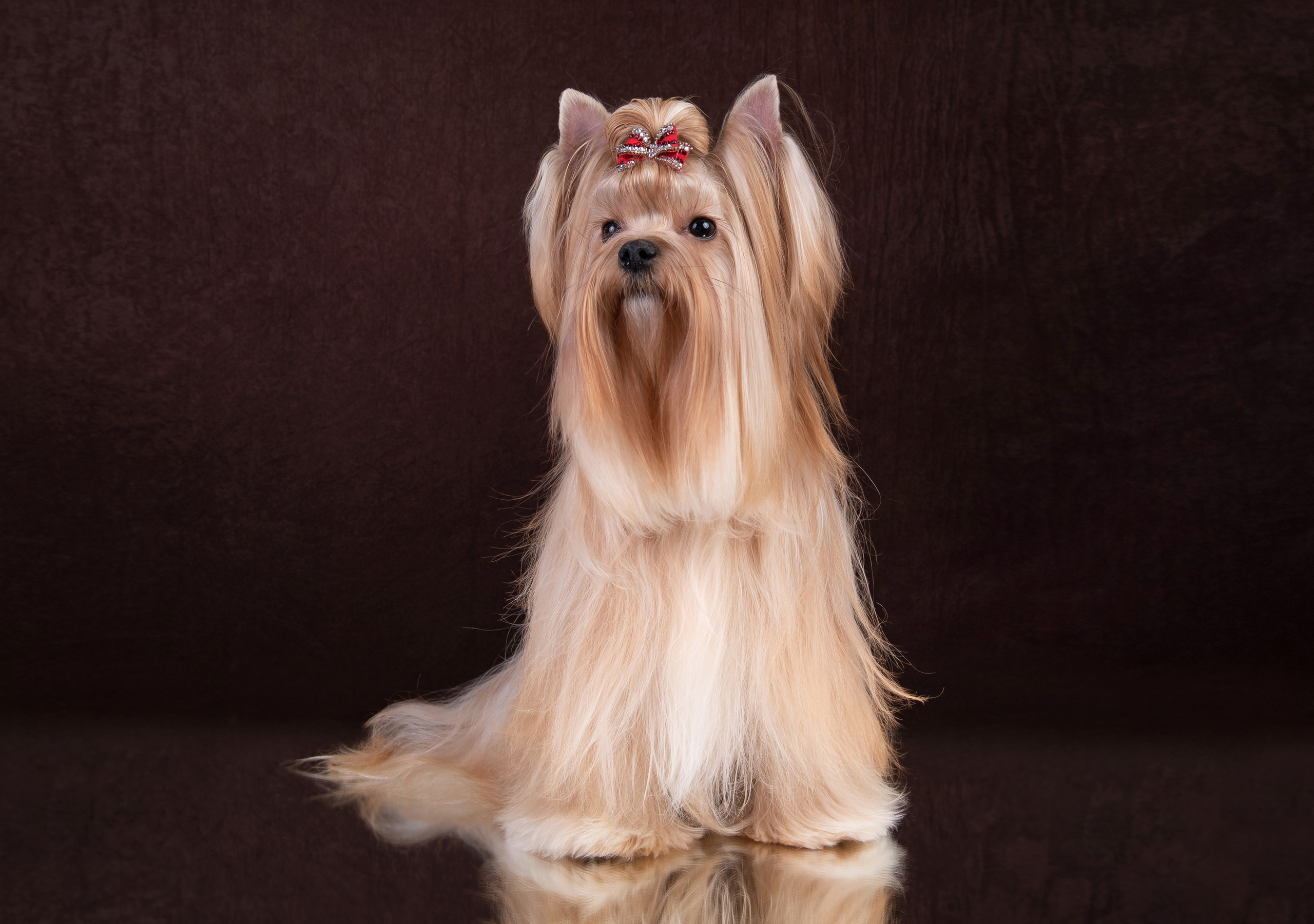 Щенки в домашней студии. Фотограф анималист в Казани Алина Сулейманова. Фотограф животных