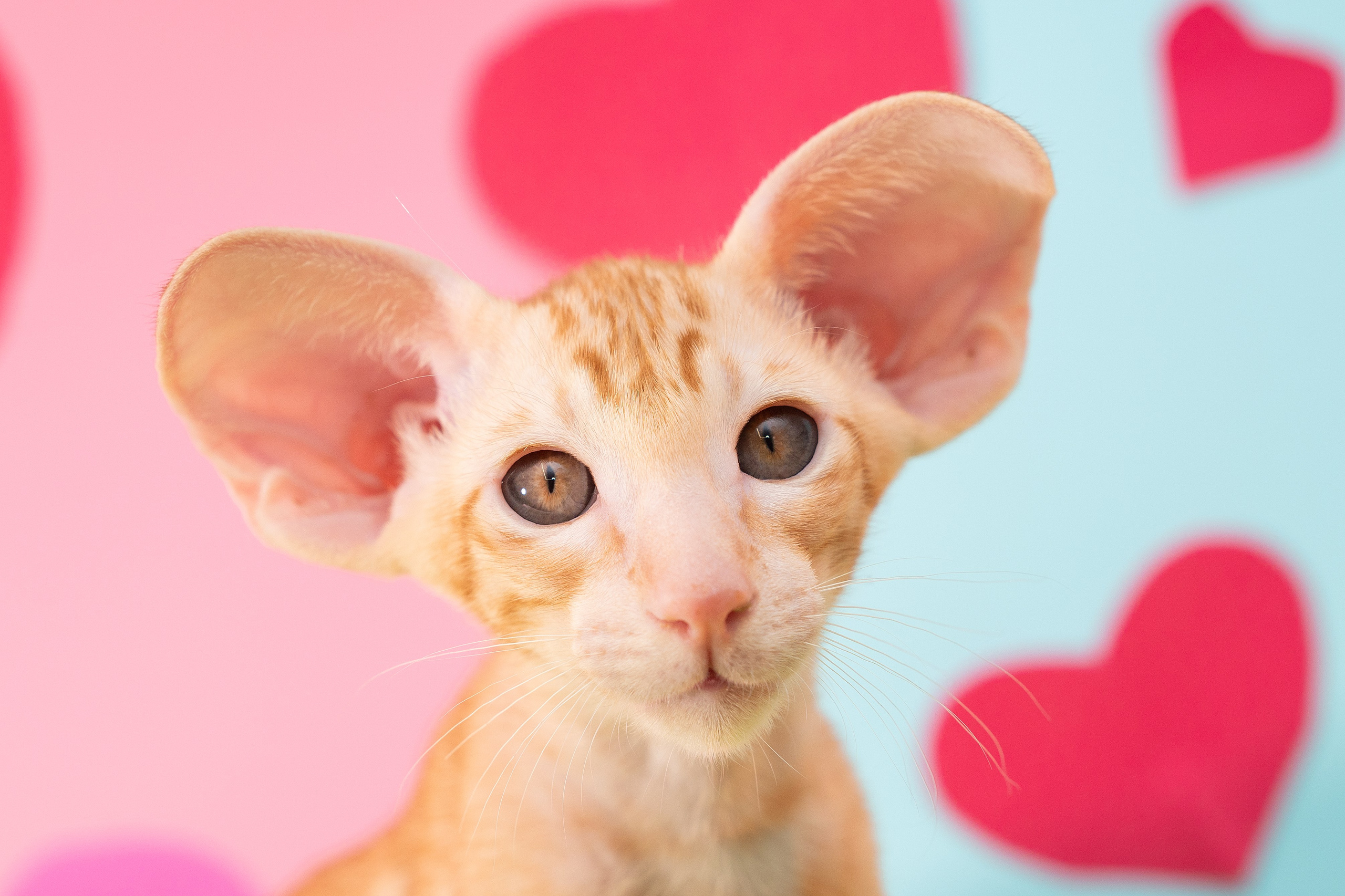 Заводчик Юлия Панова. Творческий фотограф Вологда