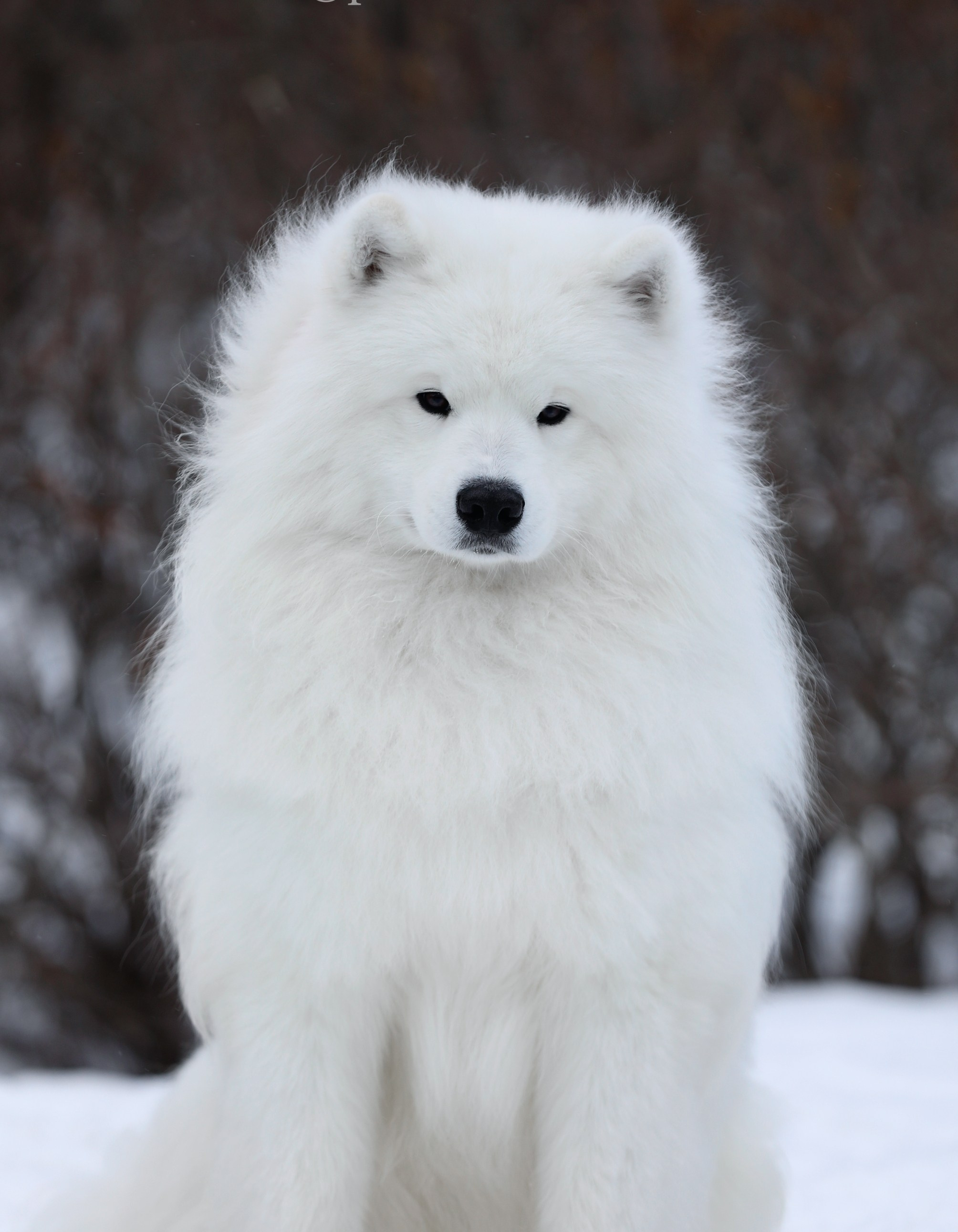 RAFAEL BELOE ZOLOTO SIBIRI. Самоед Новосибирск