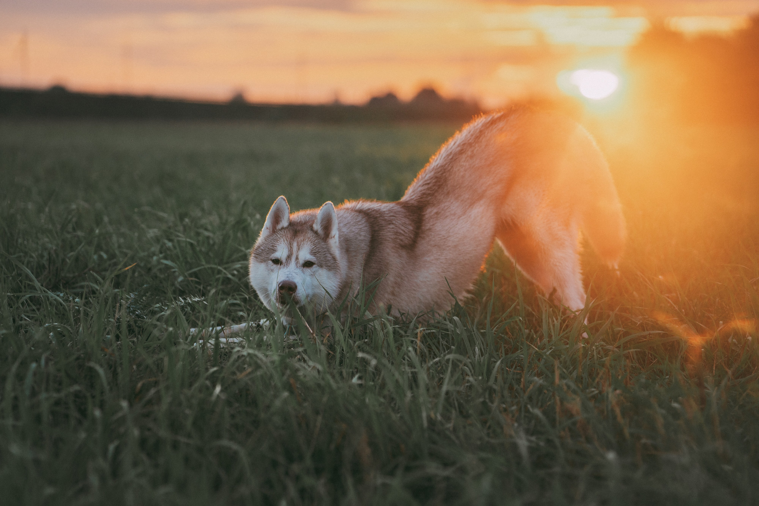 Мария и Джесси. Фотограф анималист в Москве и Санкт-Петербурге Свиридова Анна