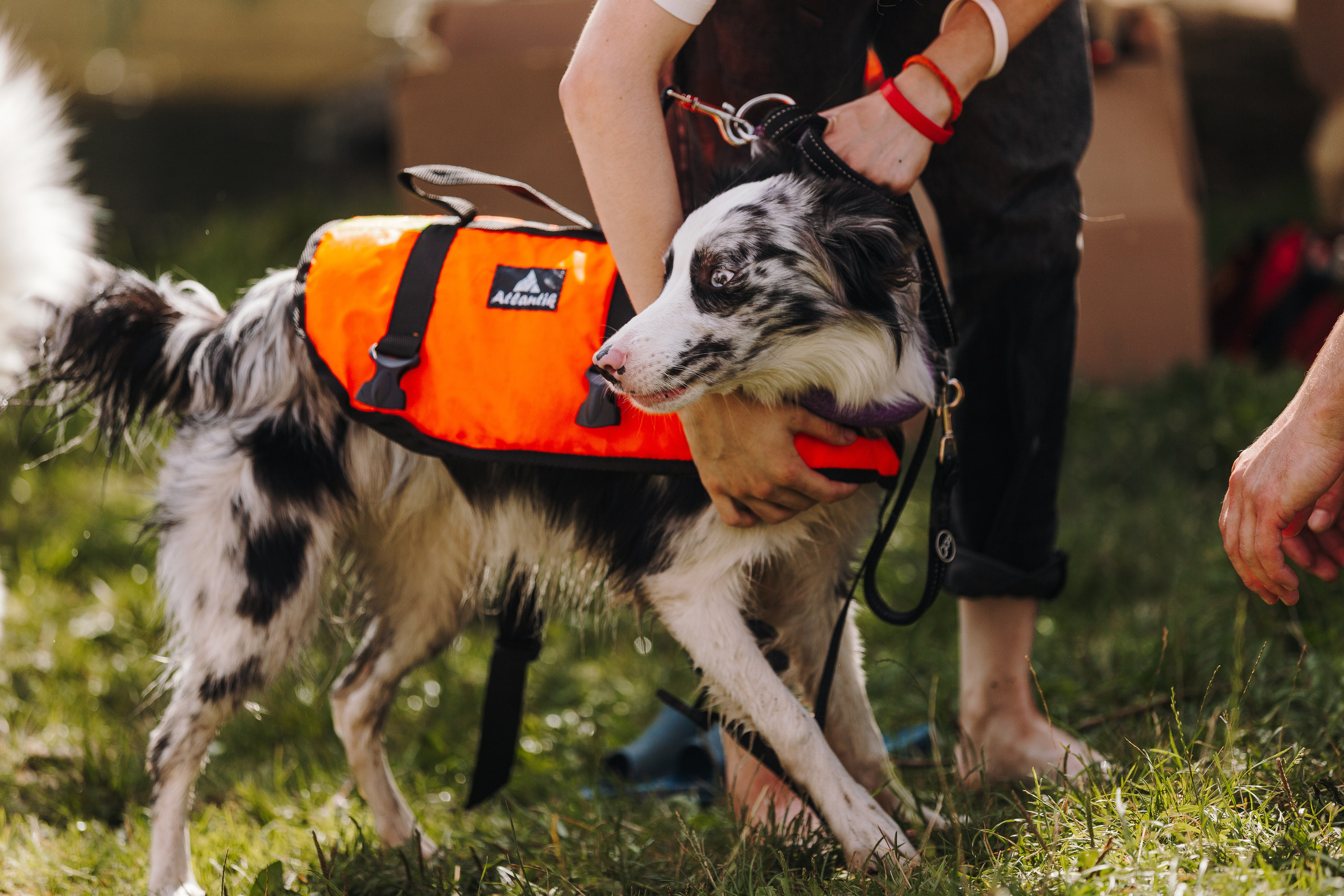 Petshop Sup day. Фотограф анималист Кристина Карпова, Москва