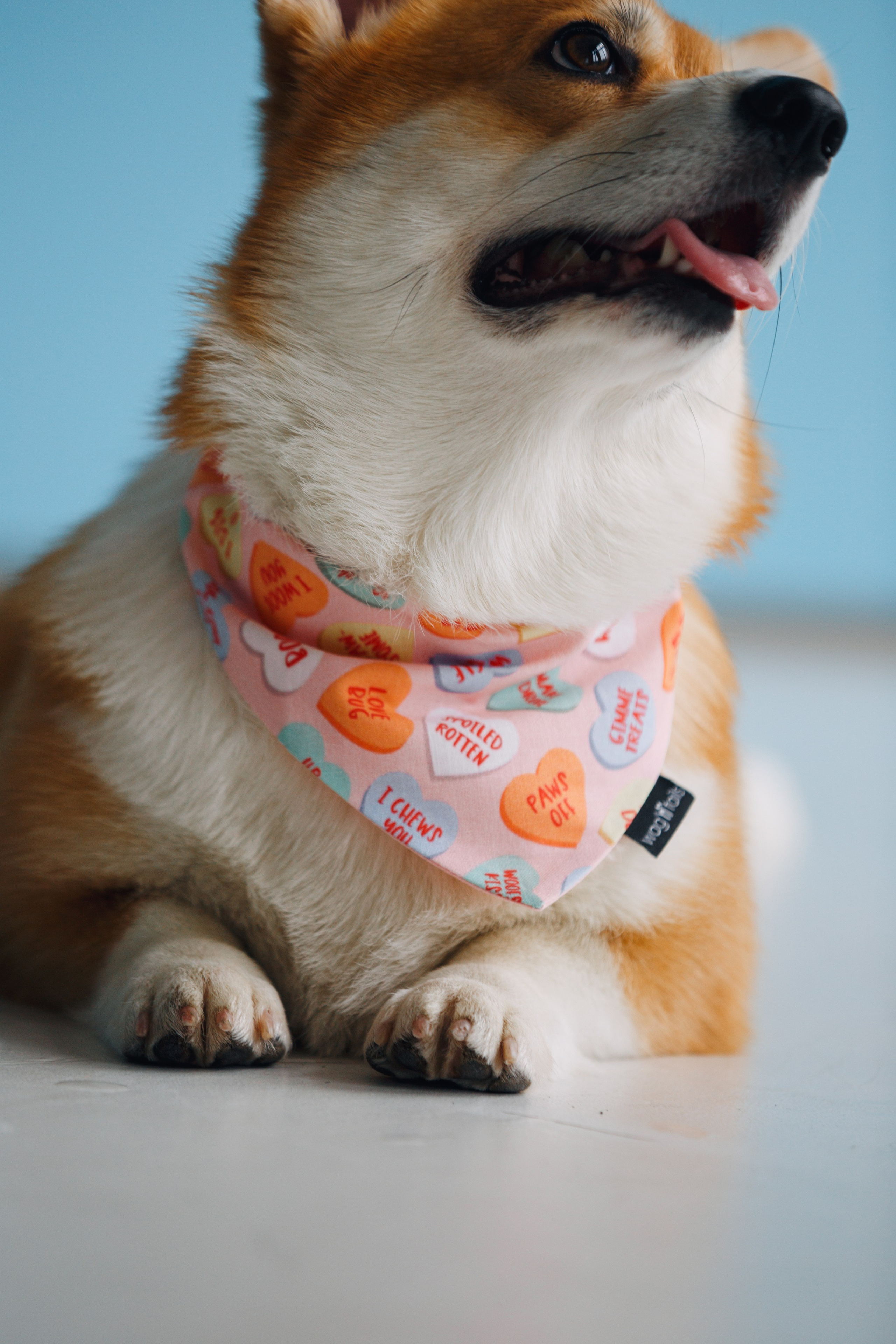 Wag'n'tails аксессуары для животных. Фотограф анималист Кристина Карпова, Москва