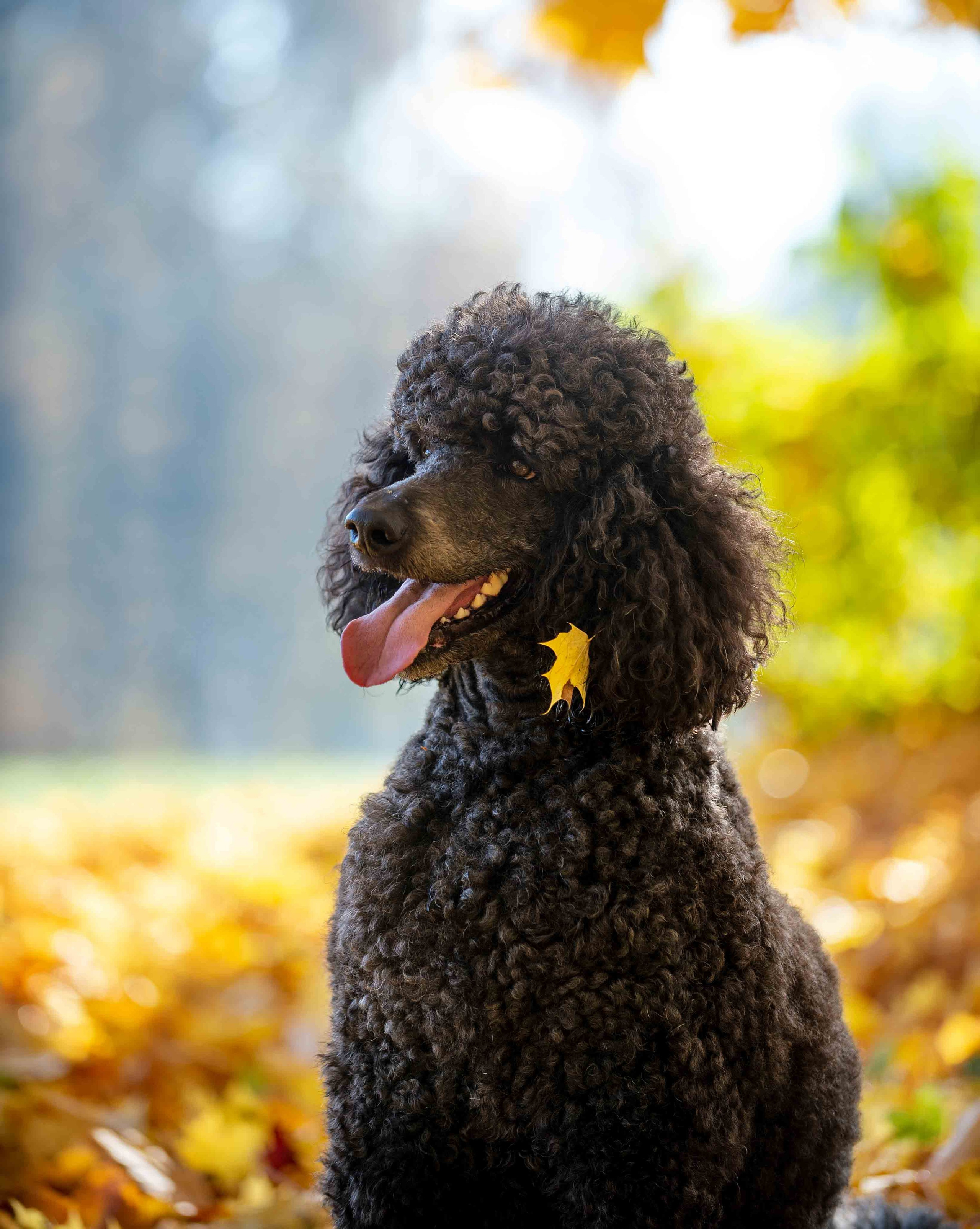 Собаки. Портретная и свадебная фотосъемка. Москва и область