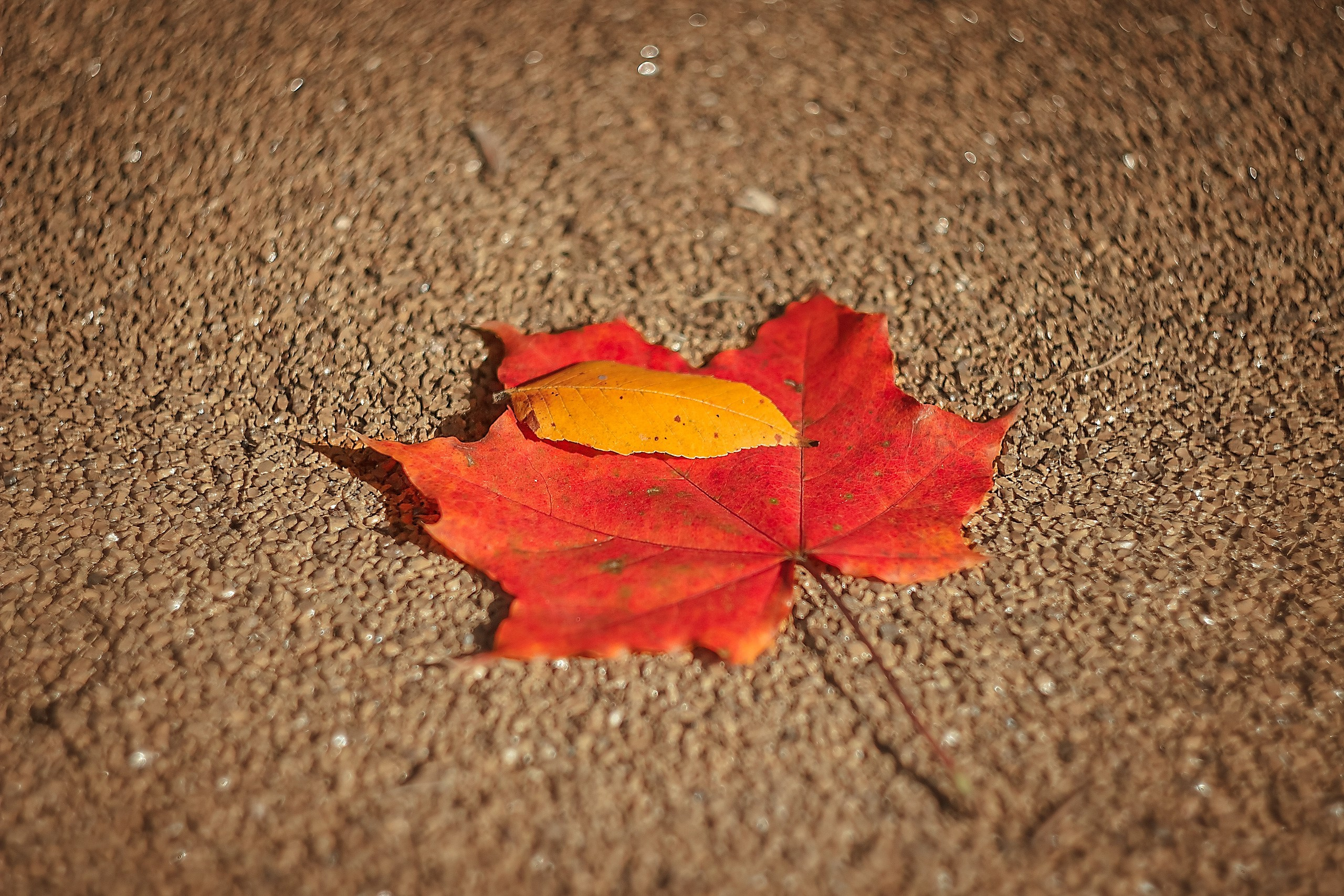 Великое в Малом. Аmat Victoria Сuram