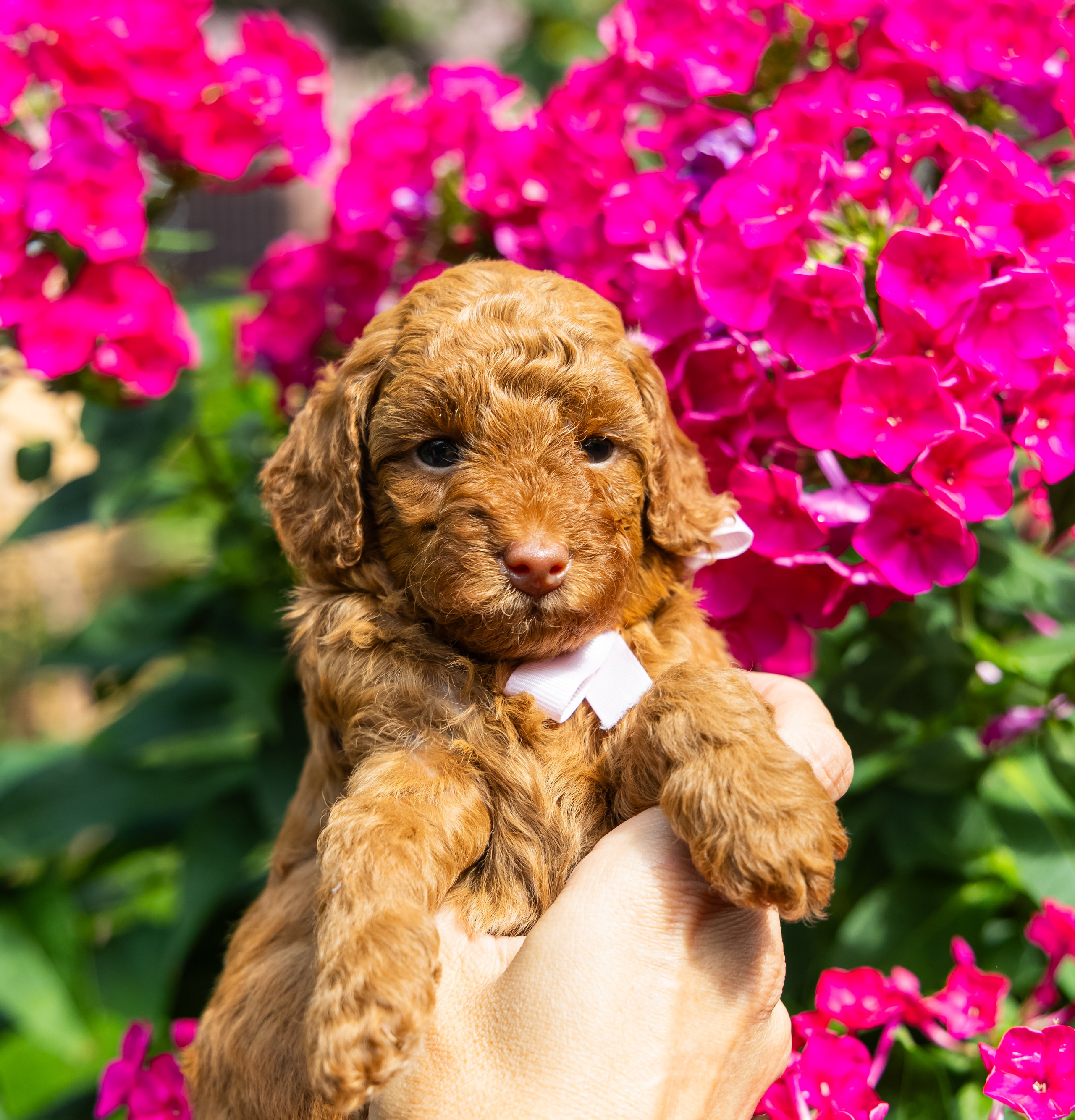 С животными. Фотограф-ретушёр