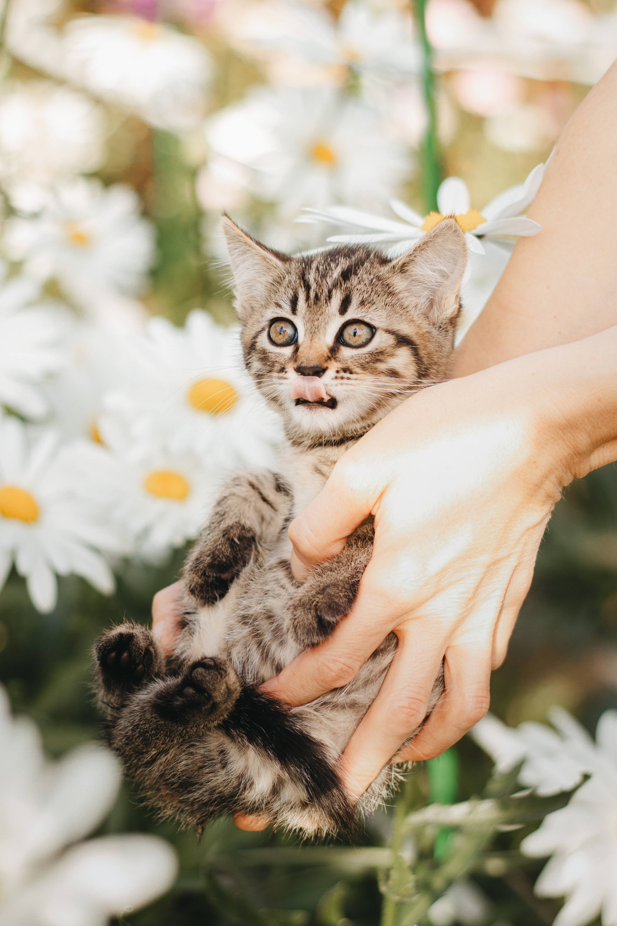 Котики на пиар. Фотограф в Москве (анималистика, коммерция, репортаж, спорт)
