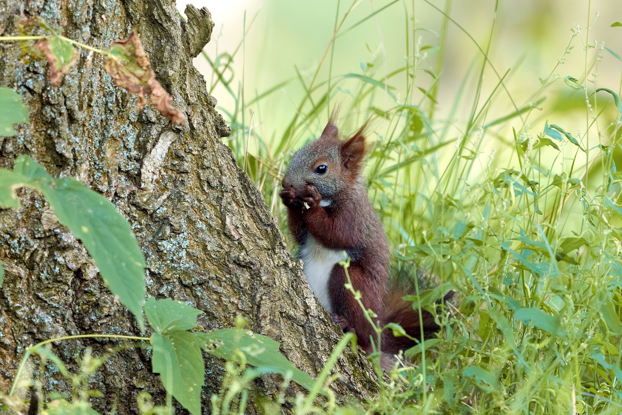 Животные. Ваш личный фотограф Марина Волкова
