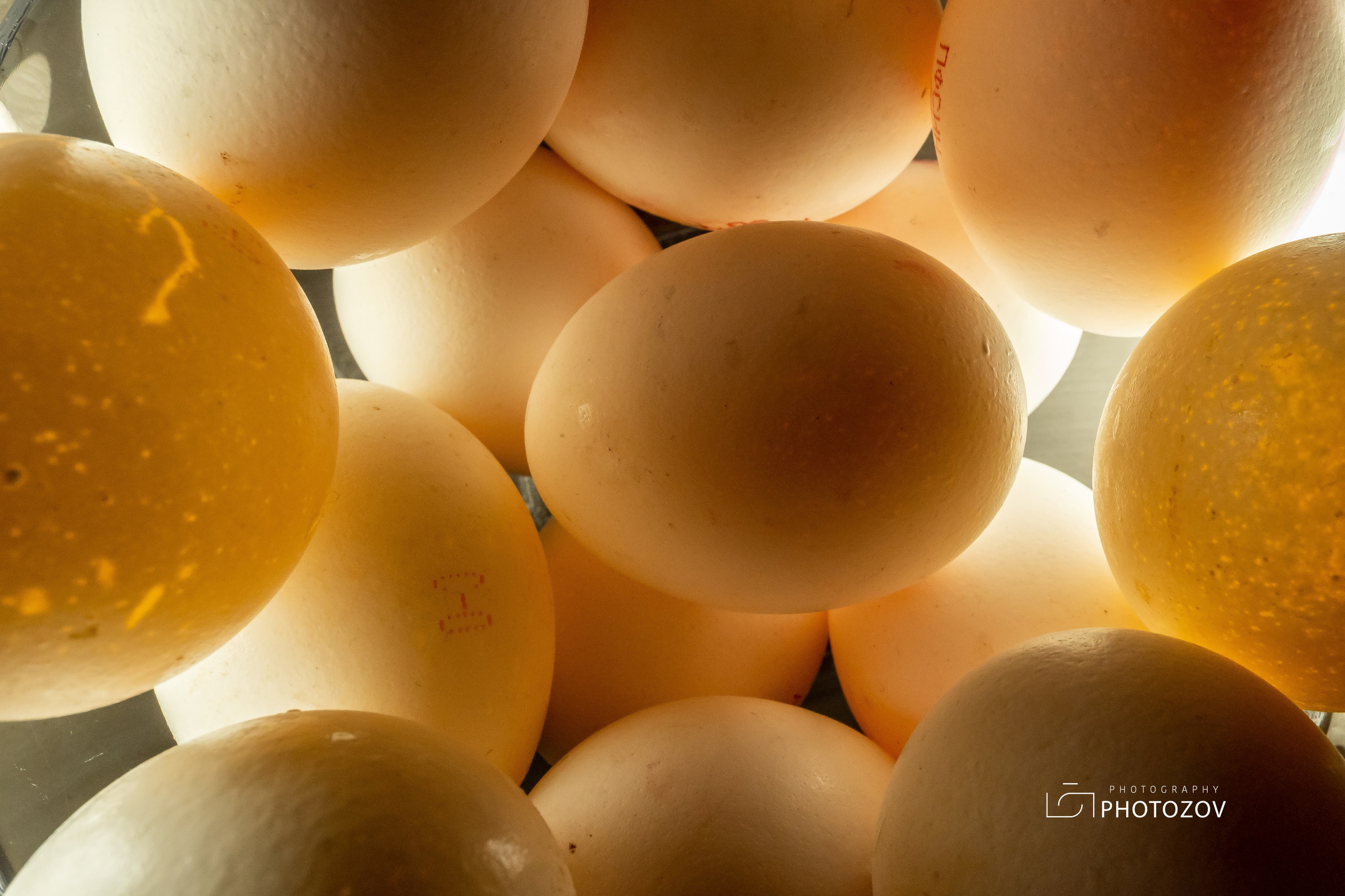 Куриные яйца на просвет 