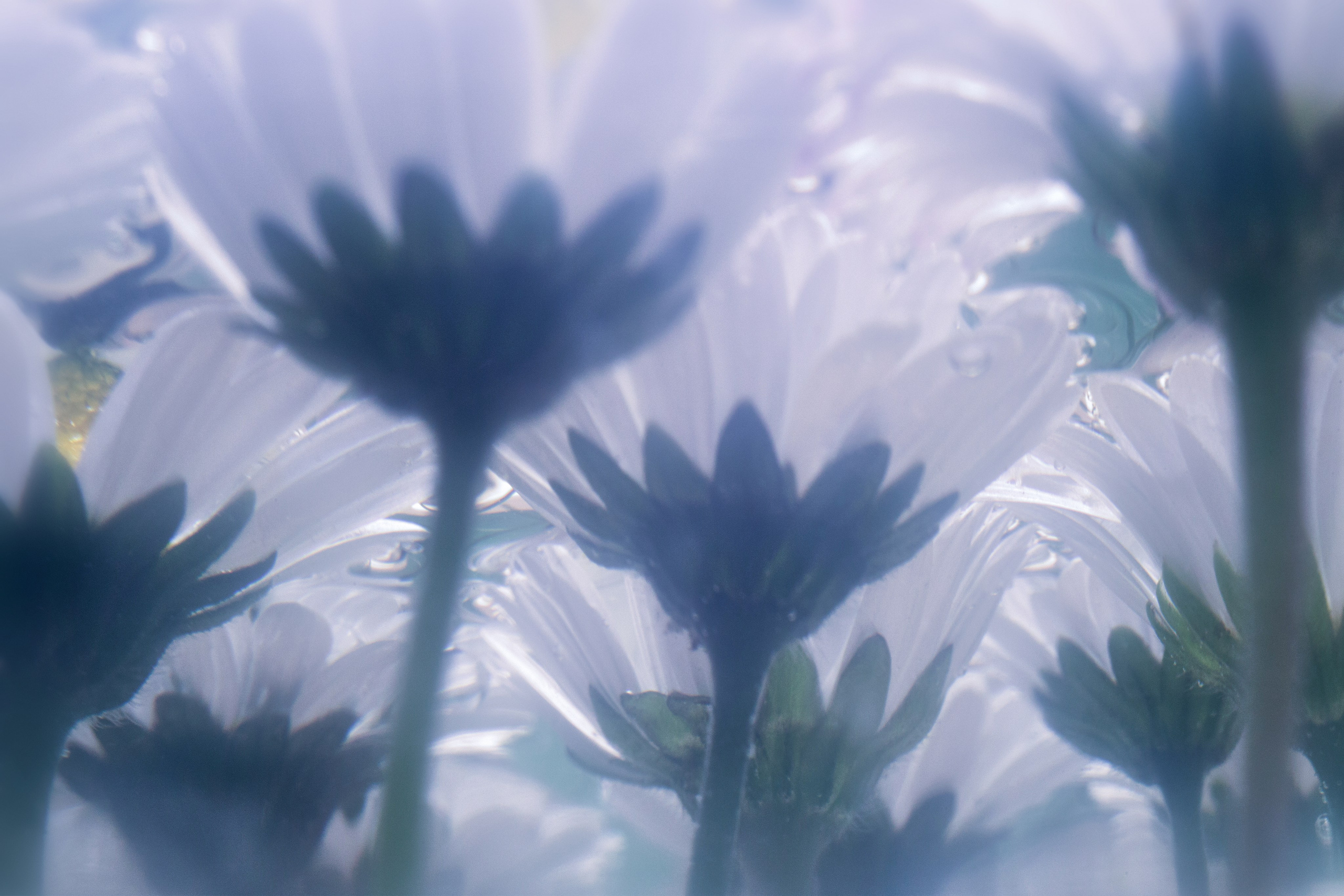 Макро. Фотограф Лагутин Анатолий