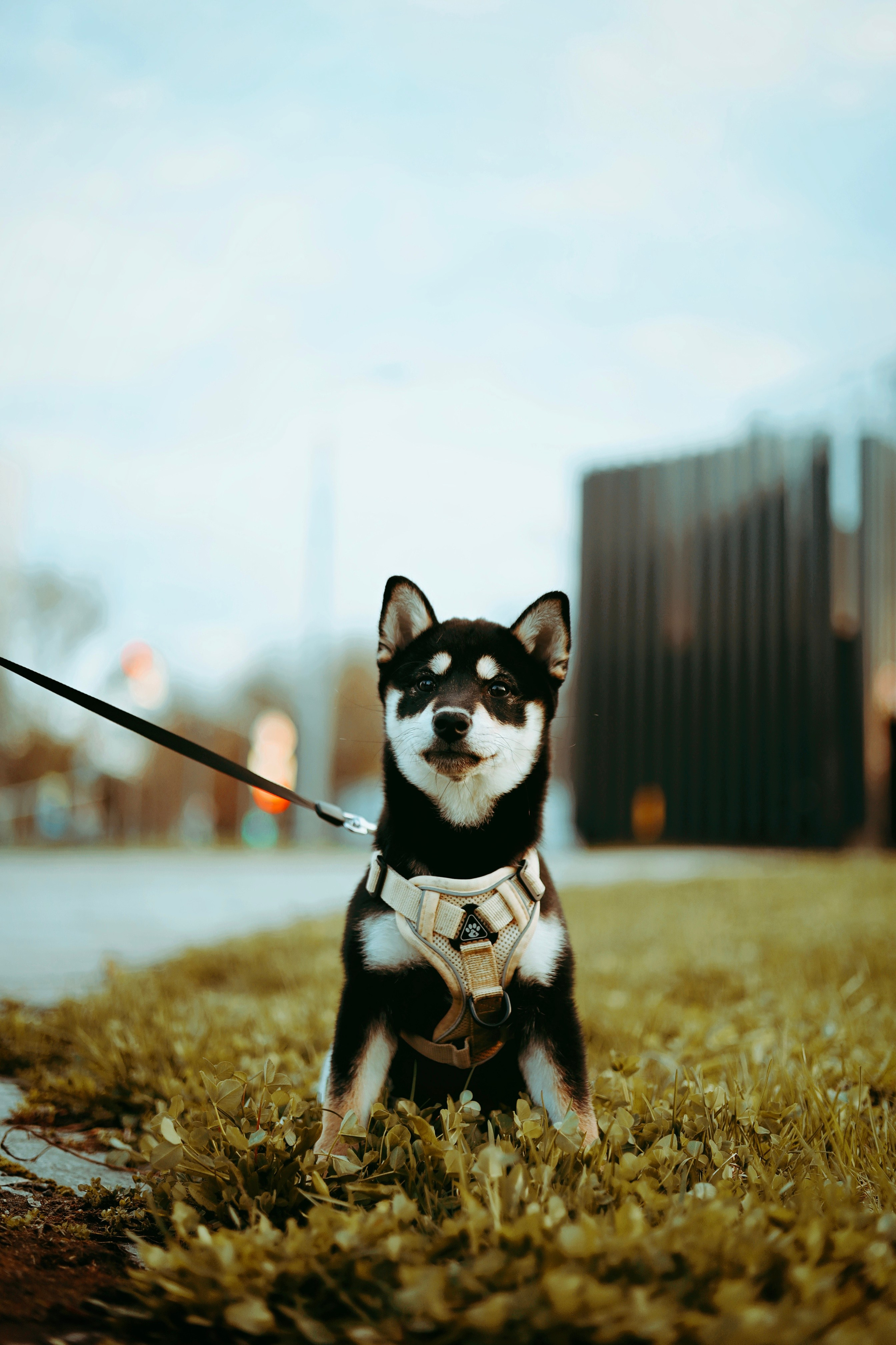 Puppy. Фотосессии в Москве и Санкт-Петербурге, а также по столицам стран Евро