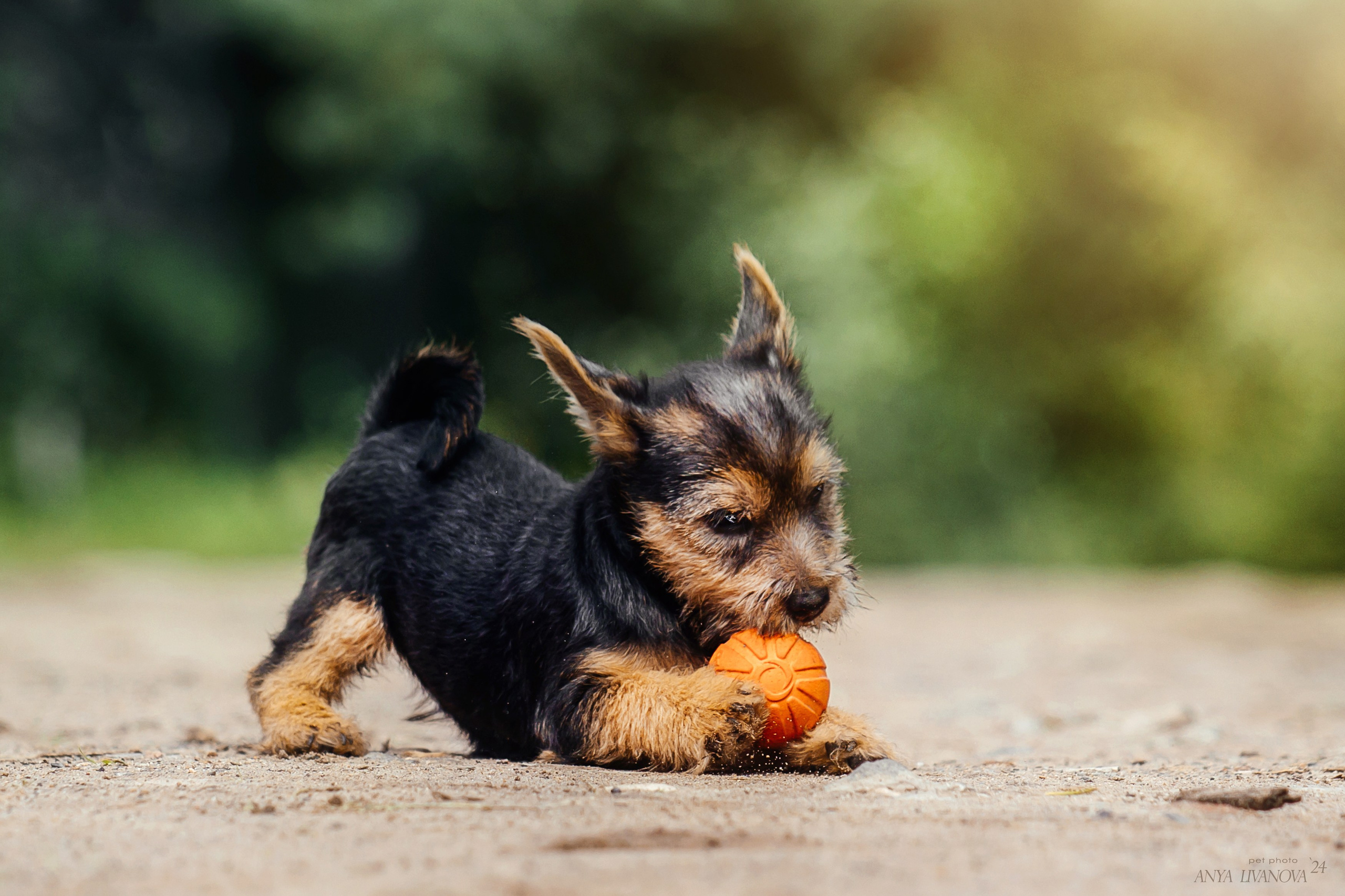 Норвичи. Фотограф анималист Аня Ливанова | Рыбинск
