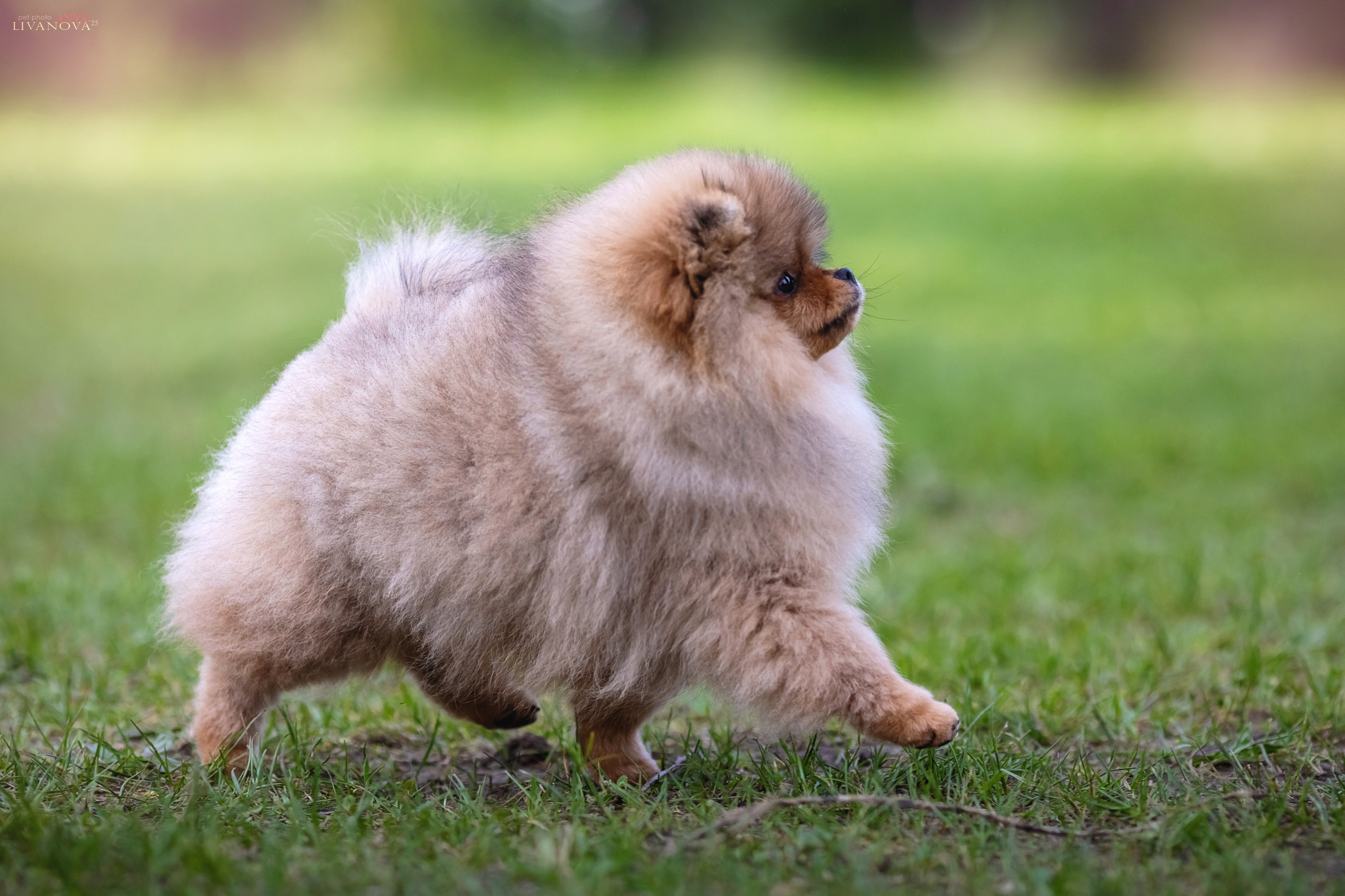 Шпицы. Фотограф анималист Аня Ливанова | Рыбинск