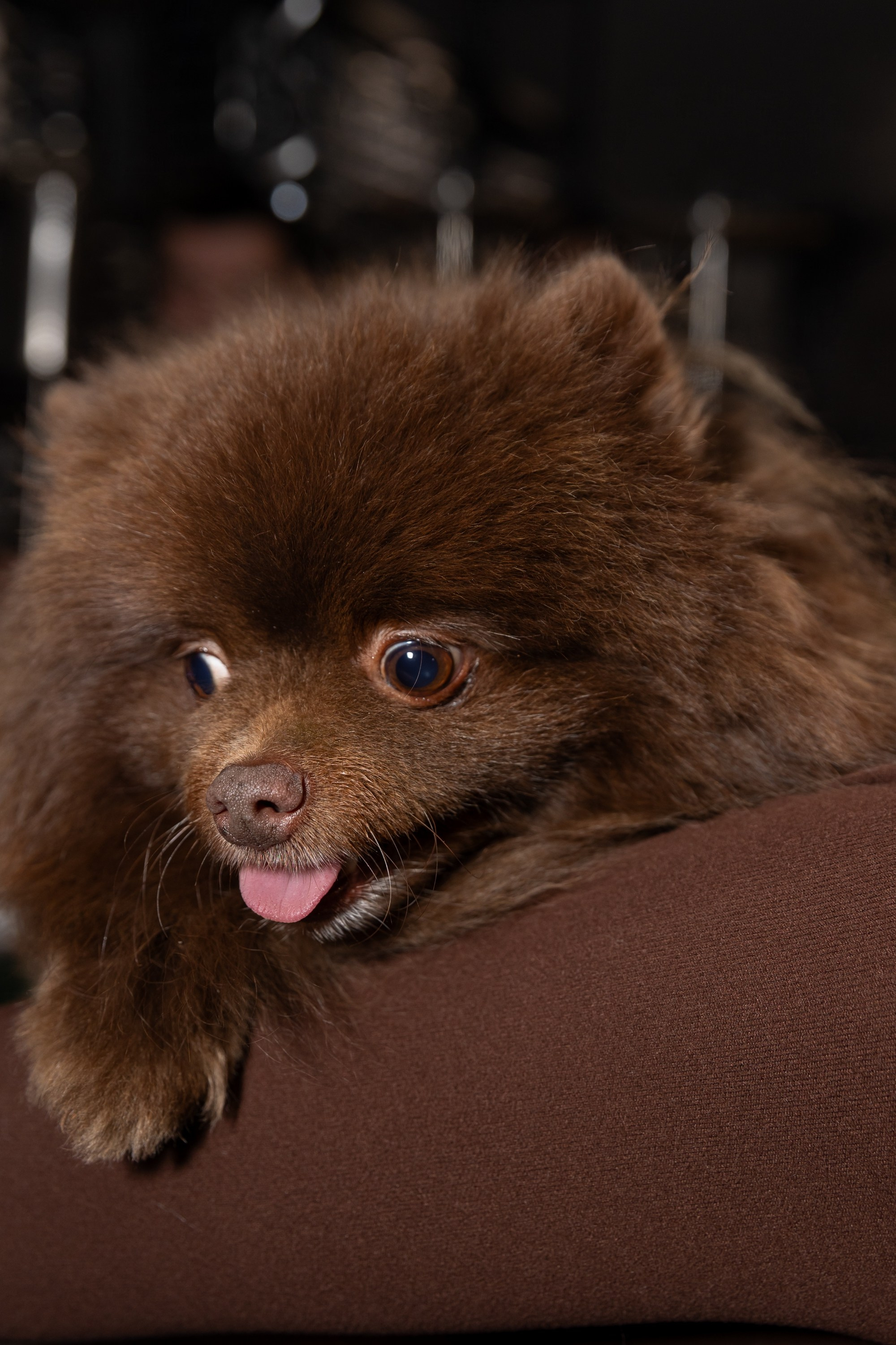 Корпоратив в «Шоко». Свадебный и семейный фотограф Виолетта Сидельникова. Краснодар, Россия, Беларусь, Европа