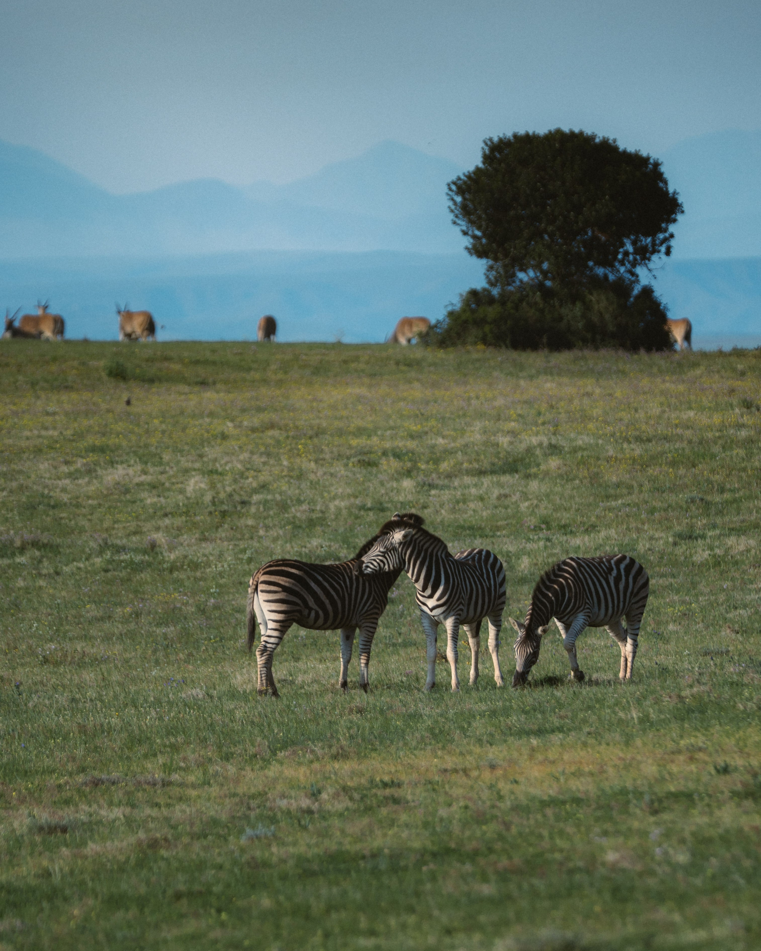 Africa/UAR. @oljiofilm: Олег Иванов — фотограф