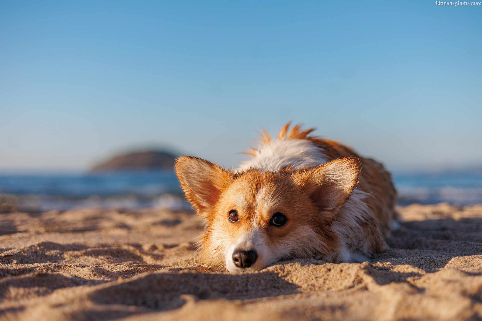Тесла и Тихий океан. Фотограф собак, фотограф-анималист Аня Титова (Titanya). Москва