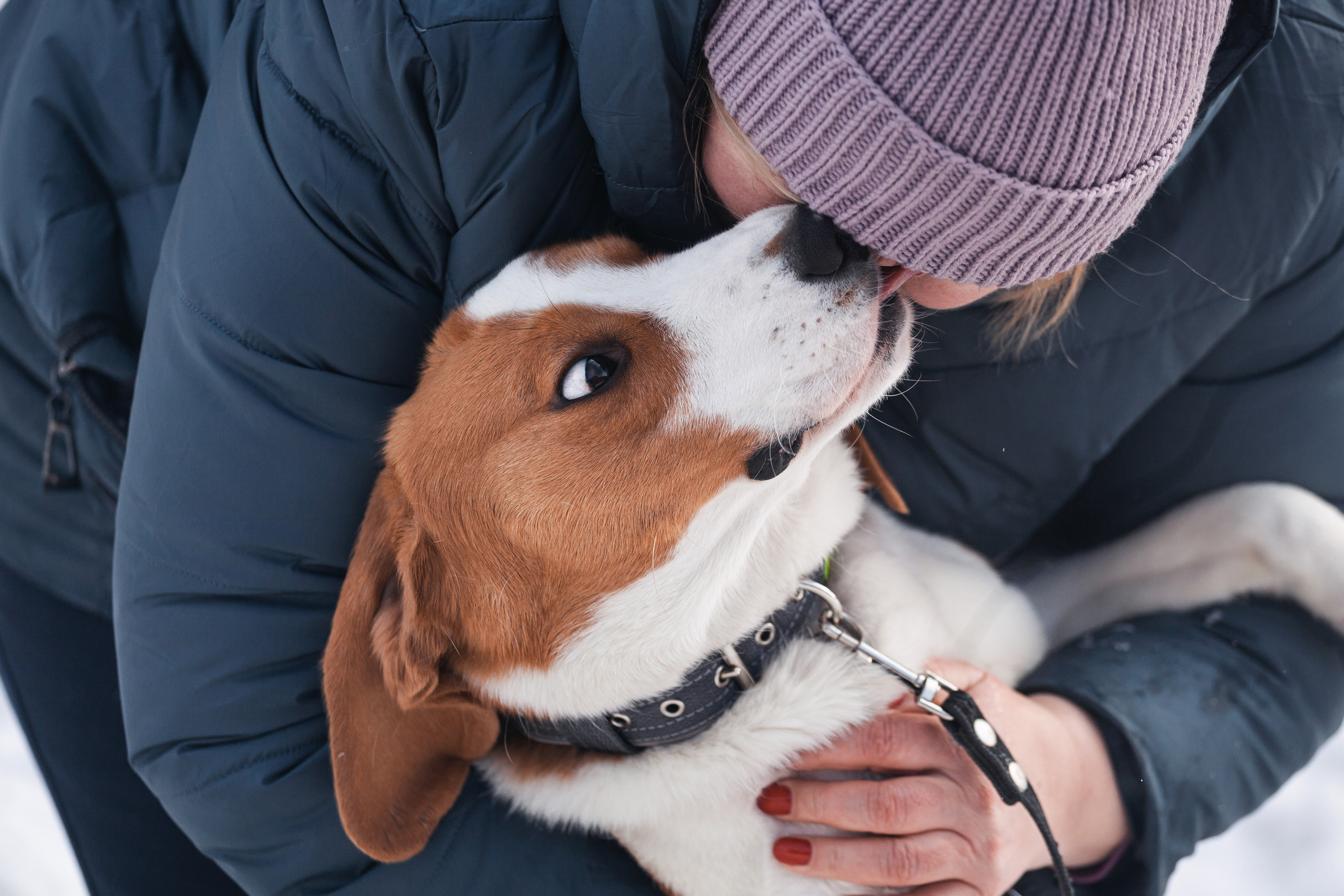 Группа помощи Дом для бигля 2023. Фотограф-анималист Татьяна Степанова