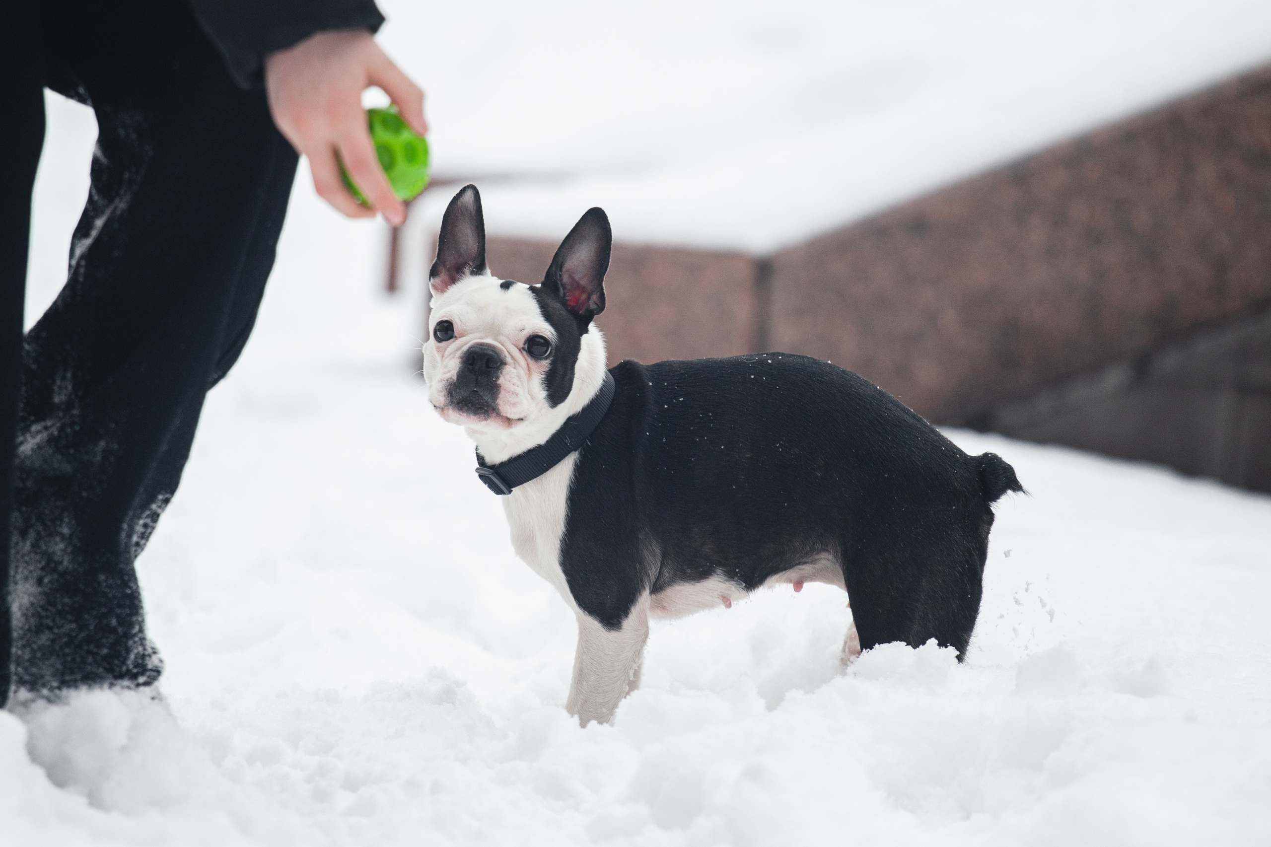 Василиса и Мира Кузнецкий мост. Фотограф-анималист Татьяна Степанова
