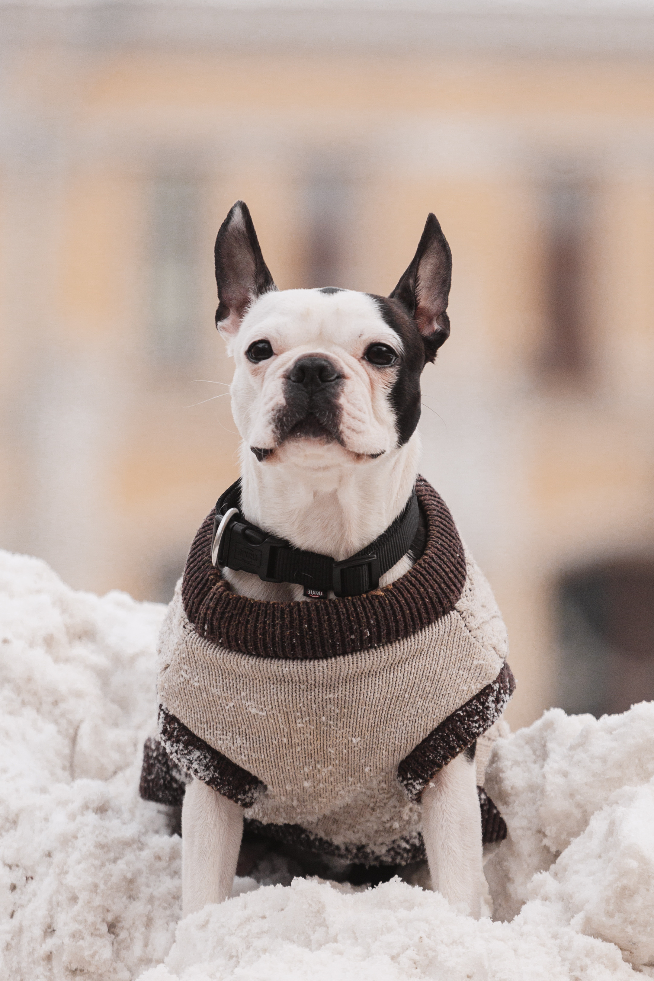Василиса и Мира Кузнецкий мост. Фотограф-анималист Татьяна Степанова