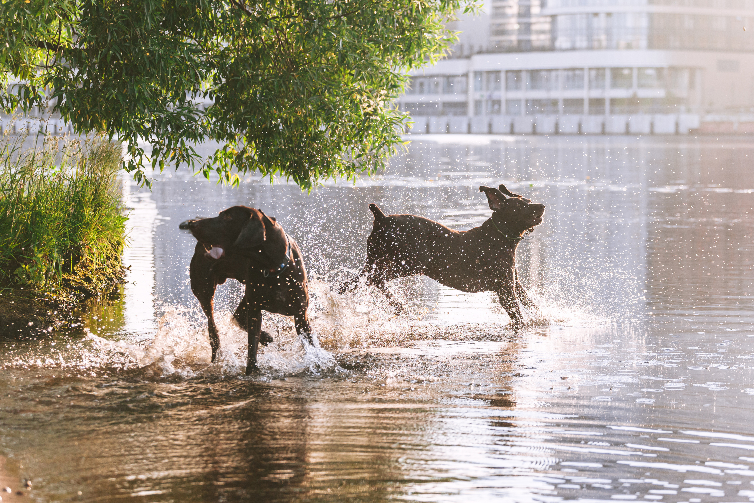 Рассветная съемка в ПКИО Северное Тушино. Фотограф-анималист Татьяна Степанова
