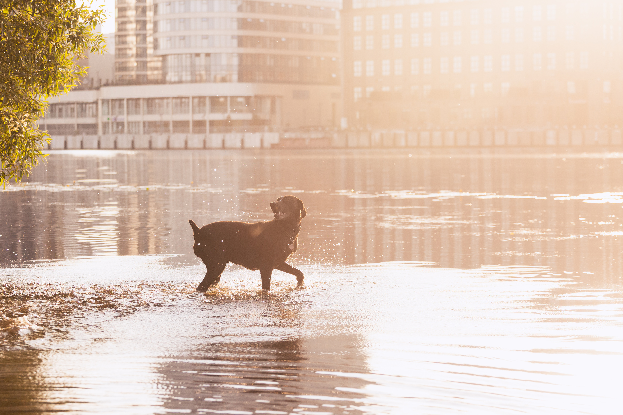 Рассветная съемка в ПКИО Северное Тушино. Фотограф-анималист Татьяна Степанова
