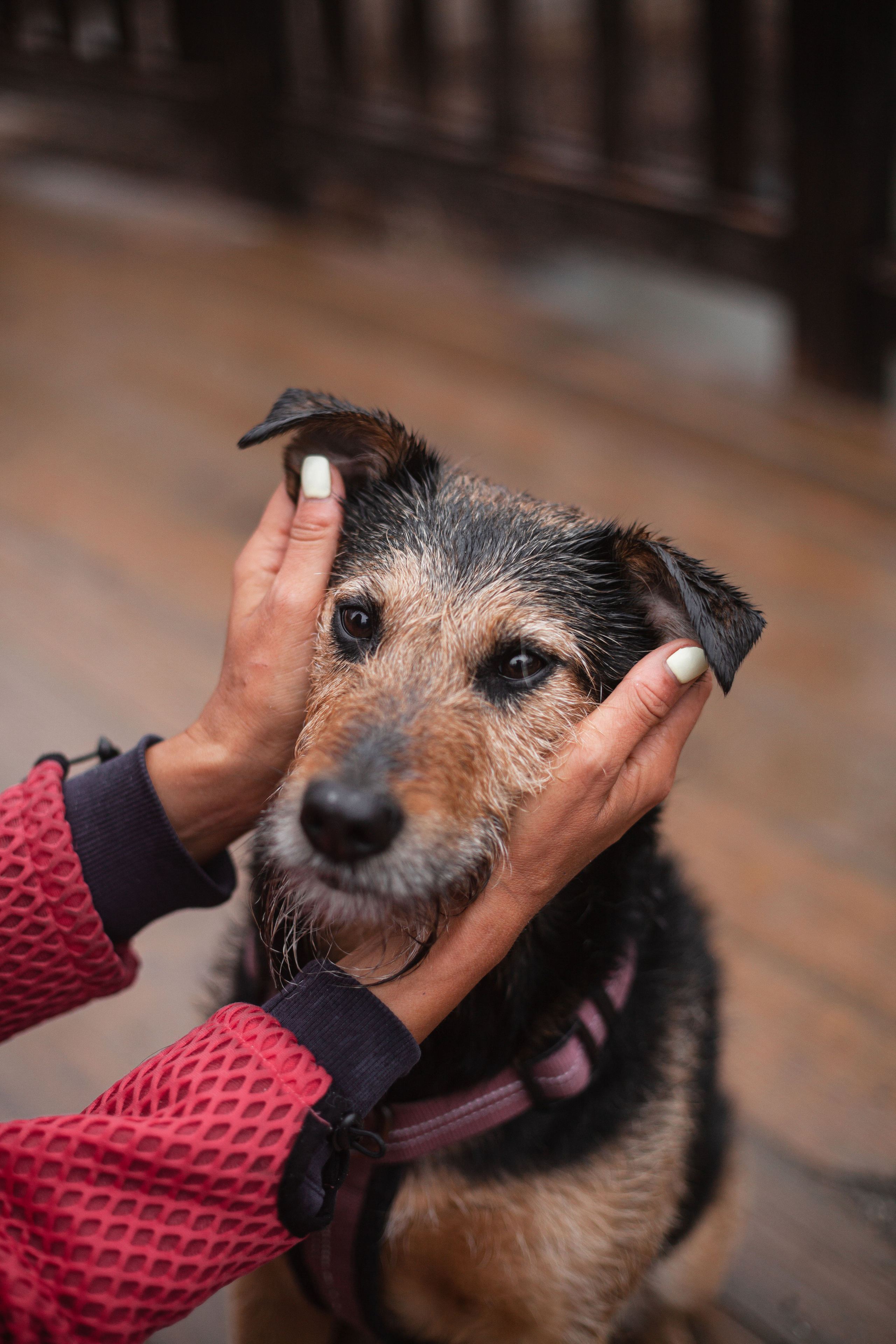 Лиза и Бренда. Фотограф-анималист Татьяна Степанова