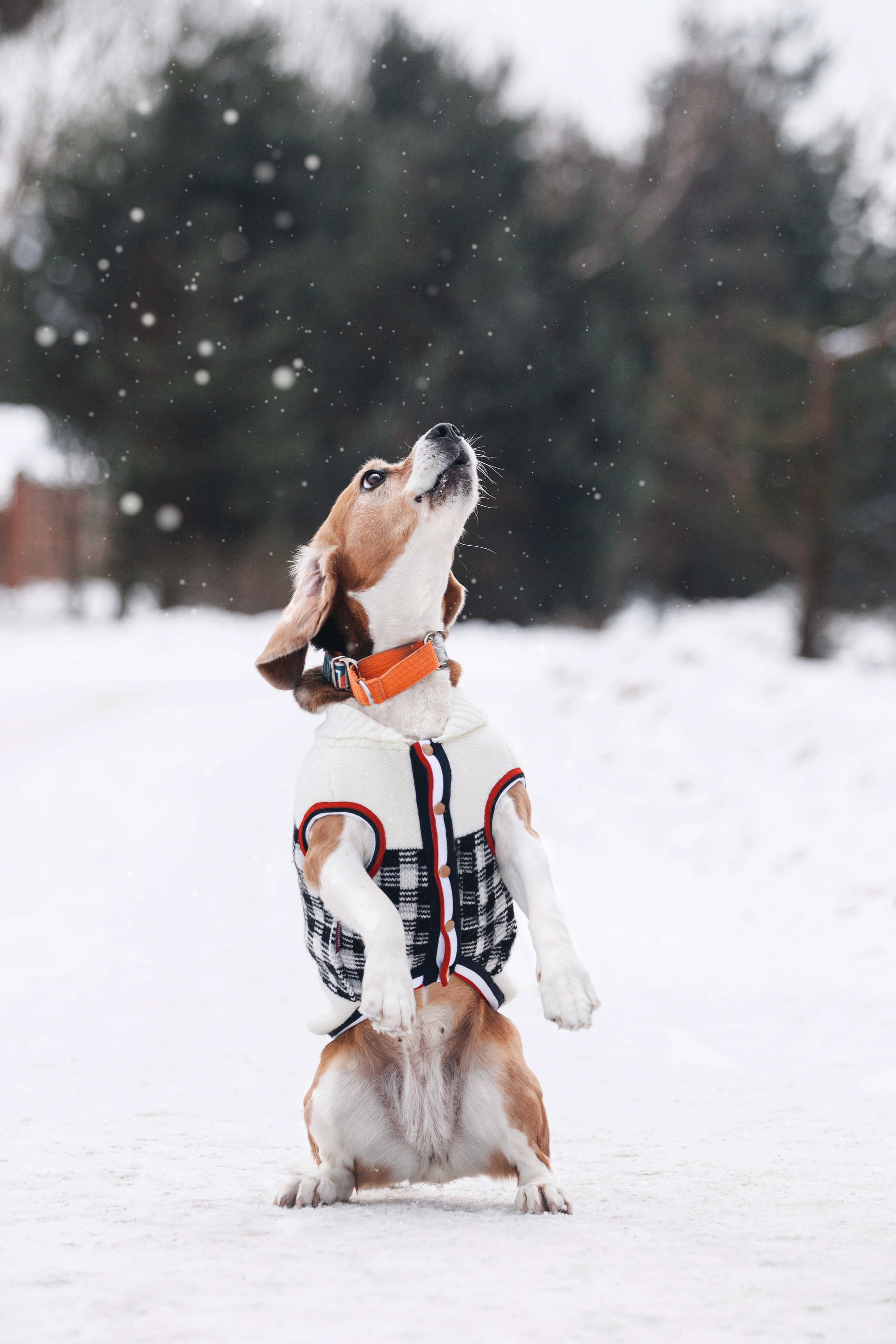 Группа помощи Дом для бигля 2023. Фотограф-анималист Татьяна Степанова