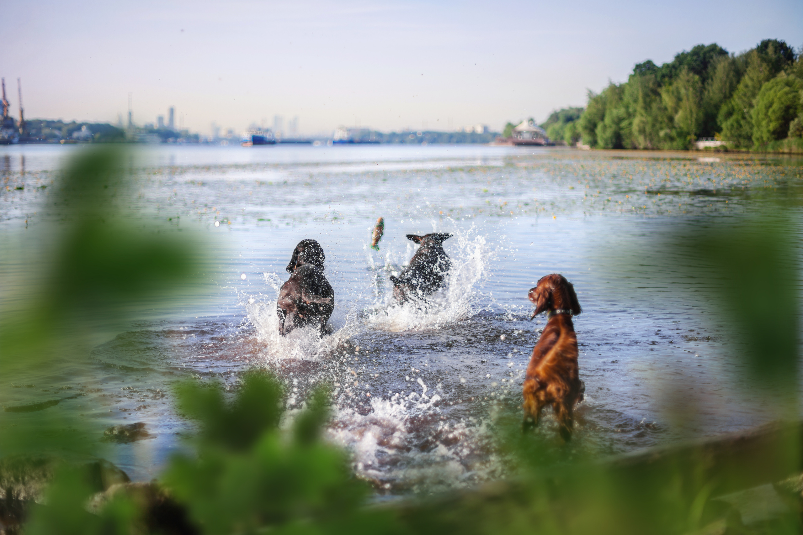 Рассветная съемка в ПКИО Северное Тушино. Фотограф-анималист Татьяна Степанова
