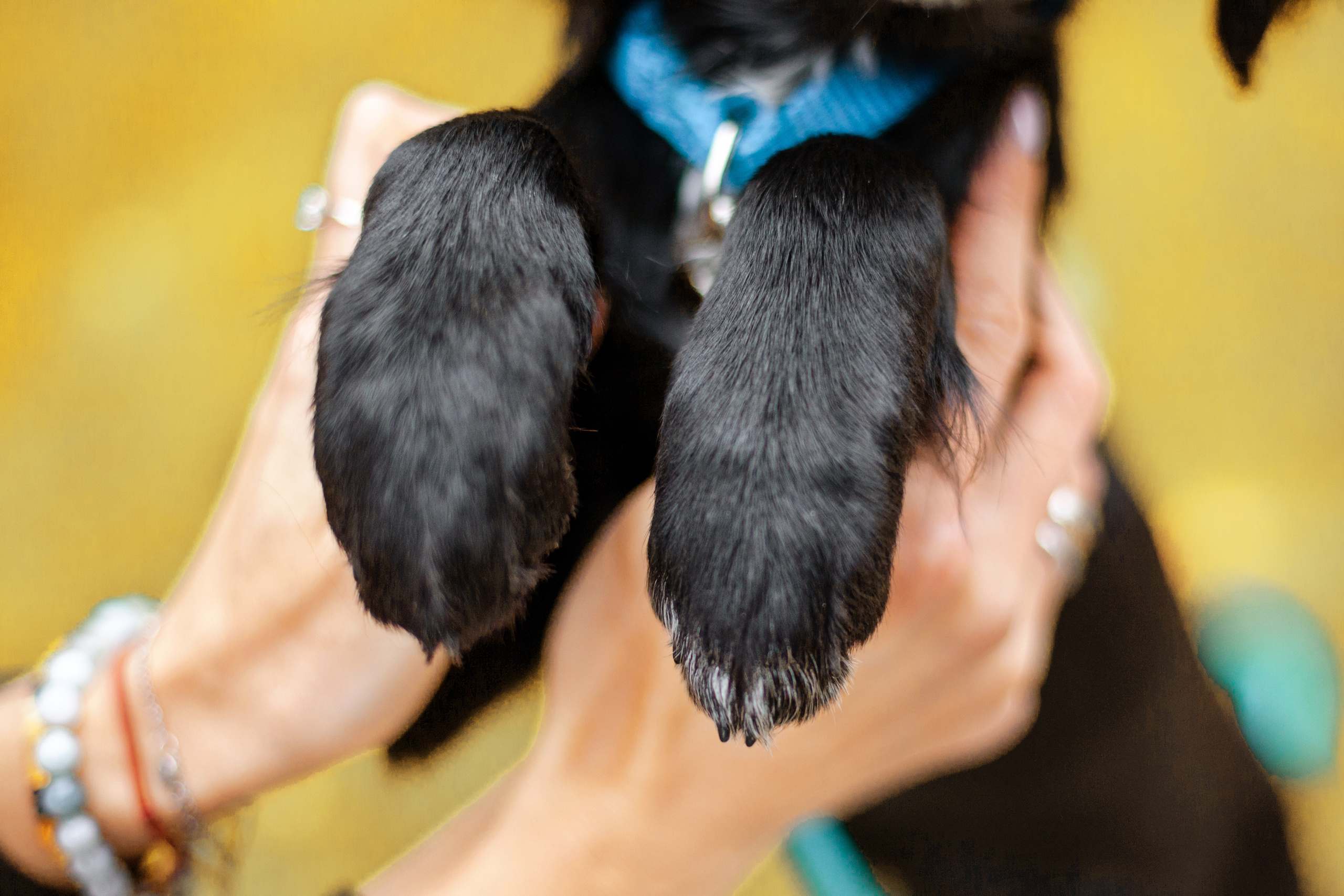 Пара щенков 2022. Фотограф-анималист Татьяна Степанова