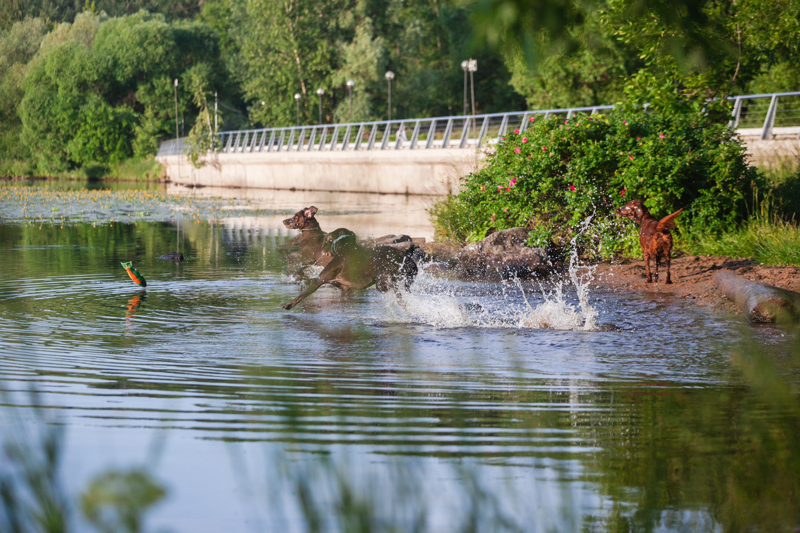 Рассветная съемка в ПКИО Северное Тушино. Фотограф-анималист Татьяна Степанова
