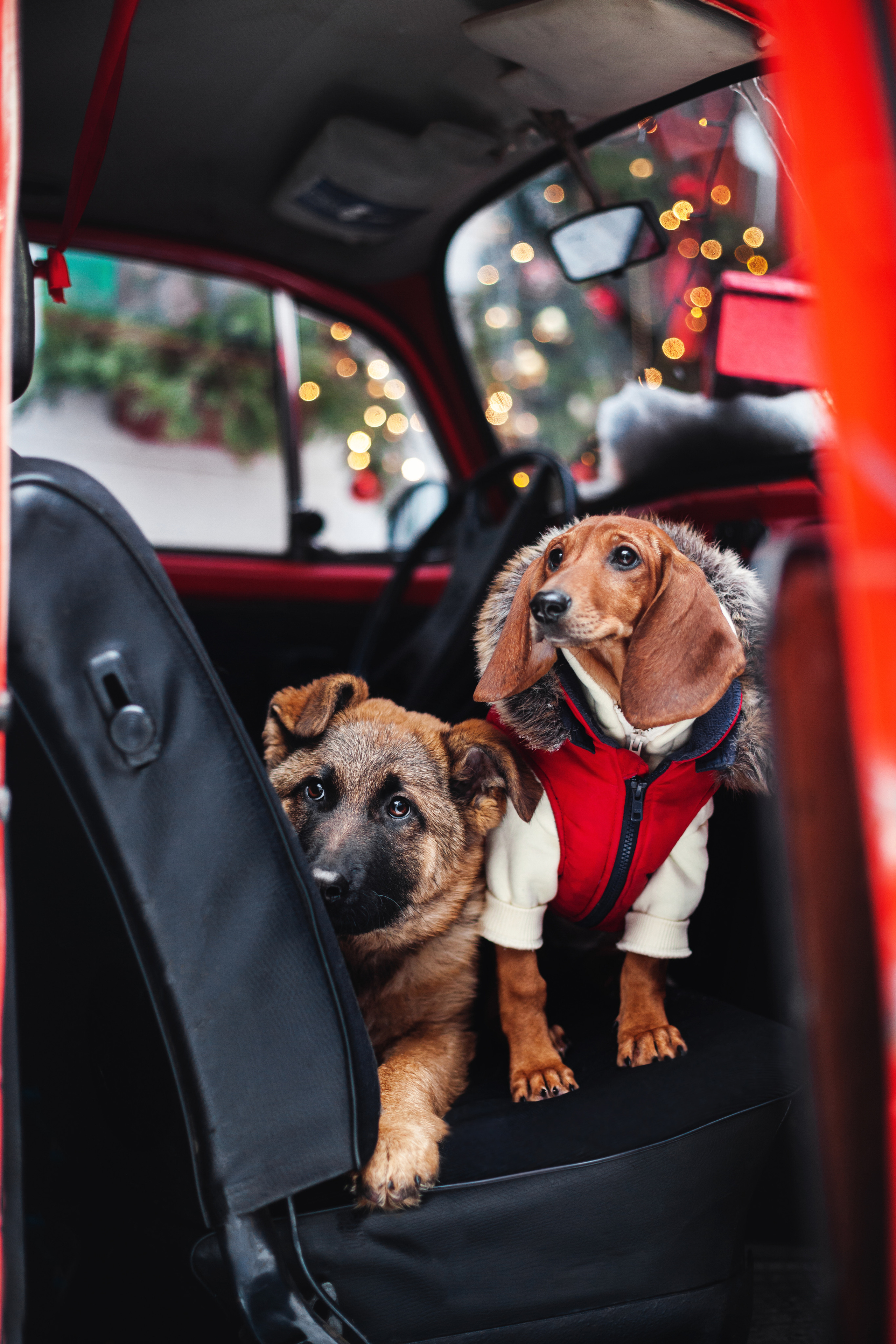 Новогодняя серия с ретромашиной. Фотограф-анималист Татьяна Степанова