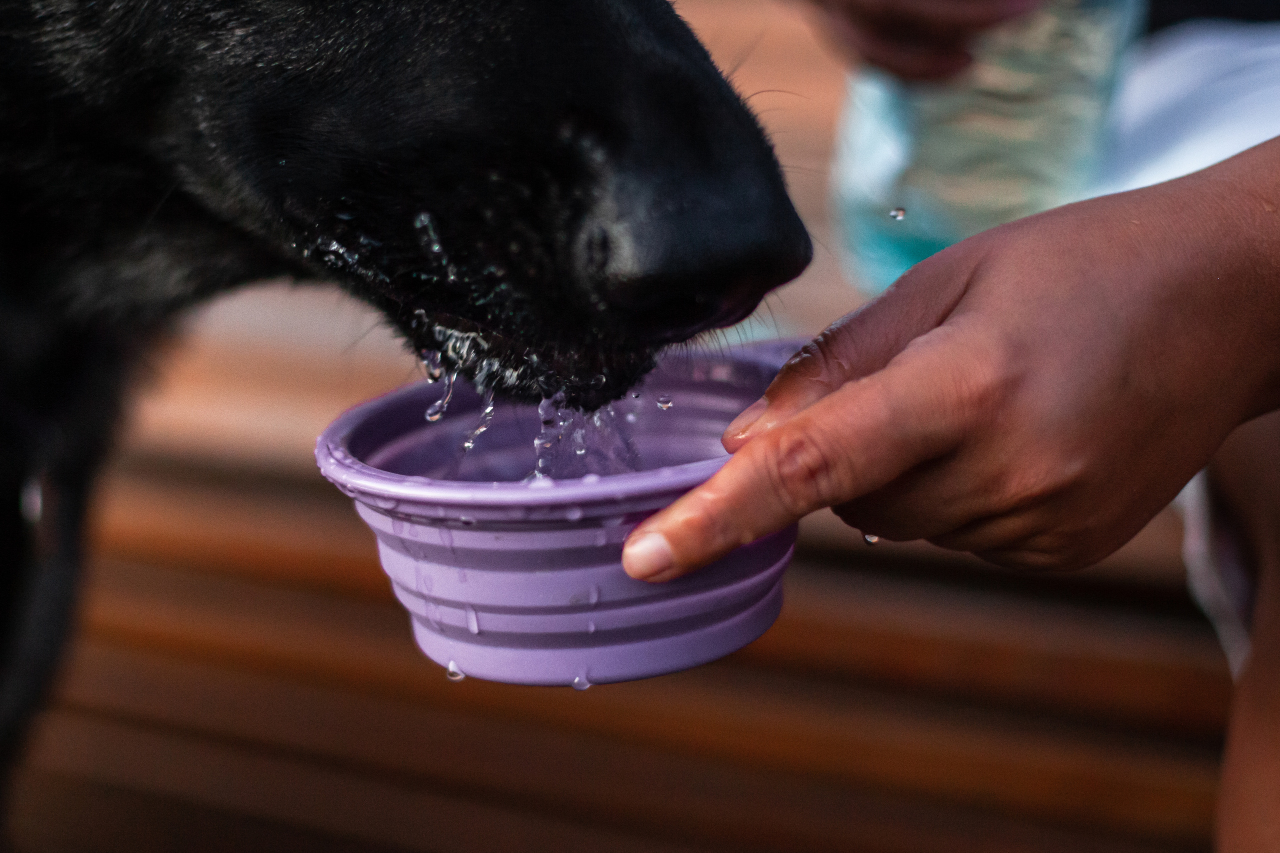 Занятие ЗКС+Выборка 2022. Фотограф-анималист Татьяна Степанова