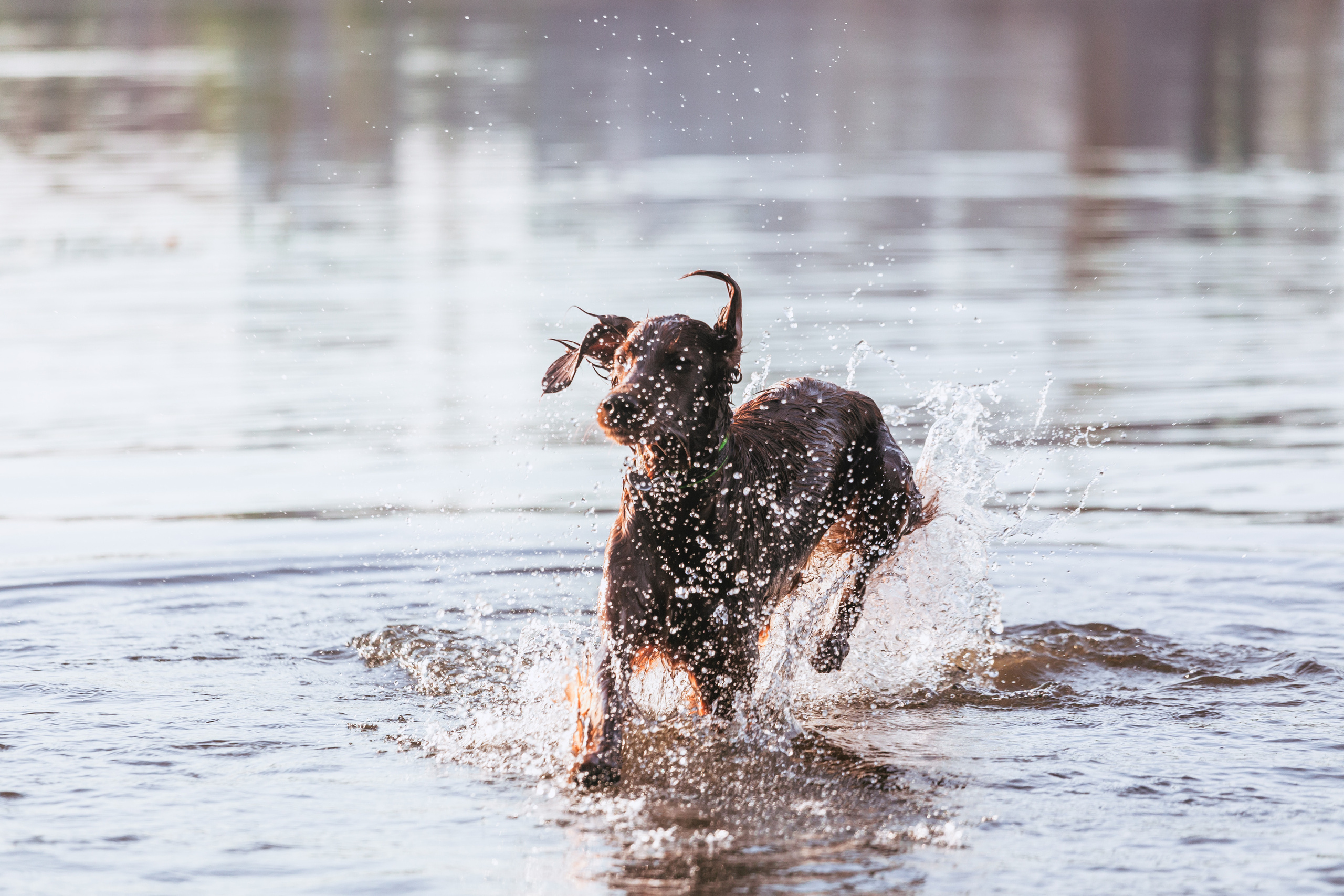 Рассветная съемка в ПКИО Северное Тушино. Фотограф-анималист Татьяна Степанова