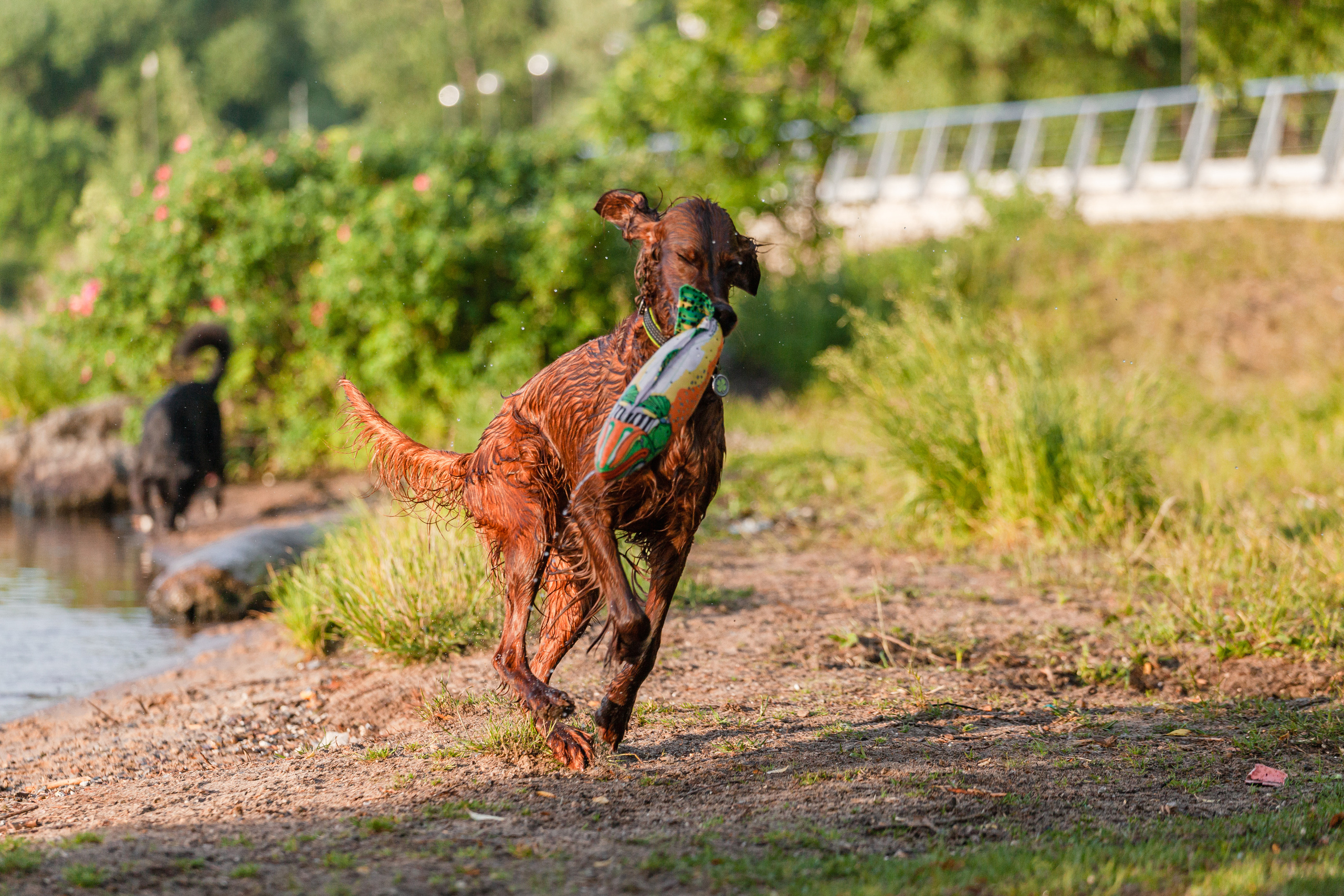 Рассветная съемка в ПКИО Северное Тушино. Фотограф-анималист Татьяна Степанова
