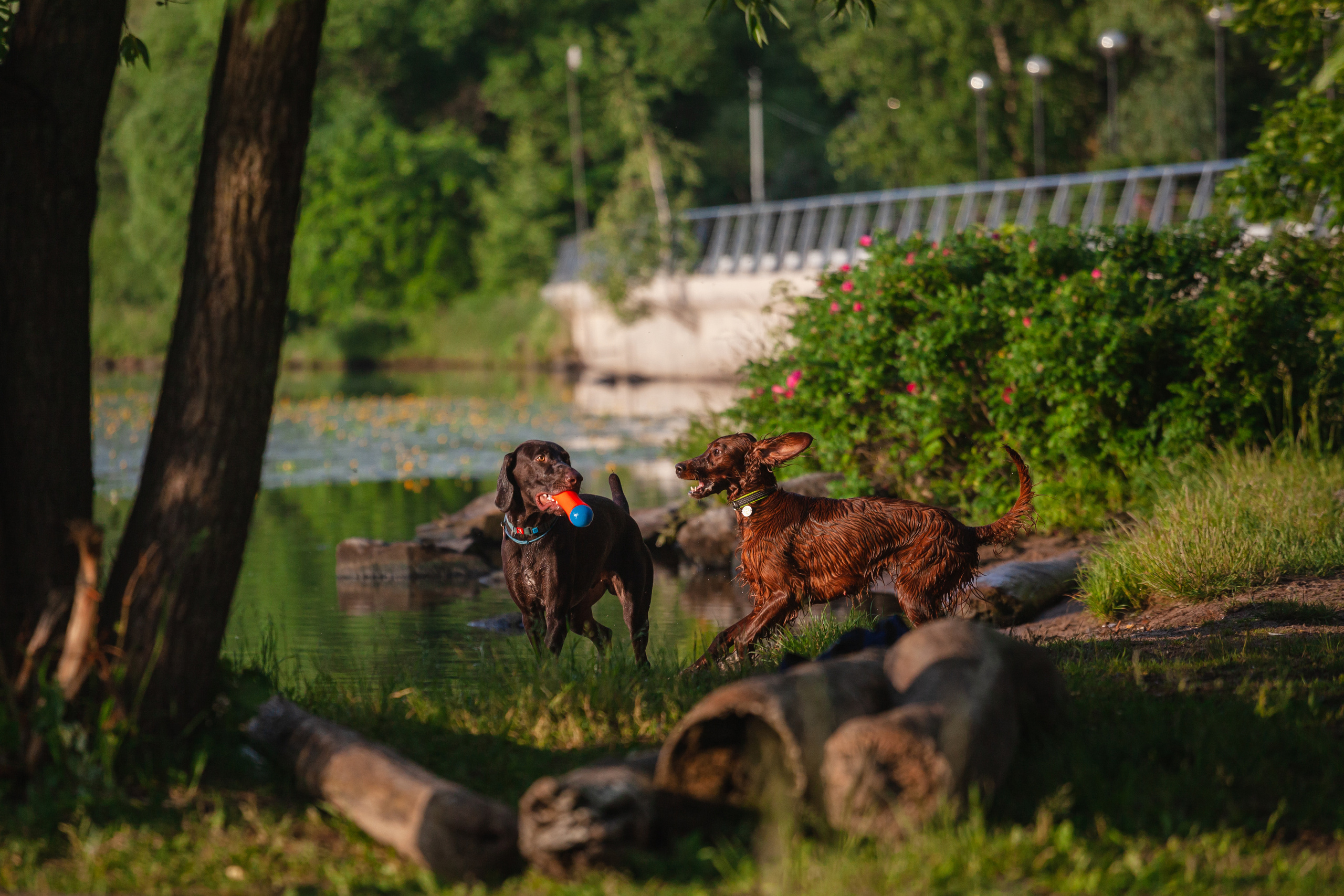 Рассветная съемка в ПКИО Северное Тушино. Фотограф-анималист Татьяна Степанова