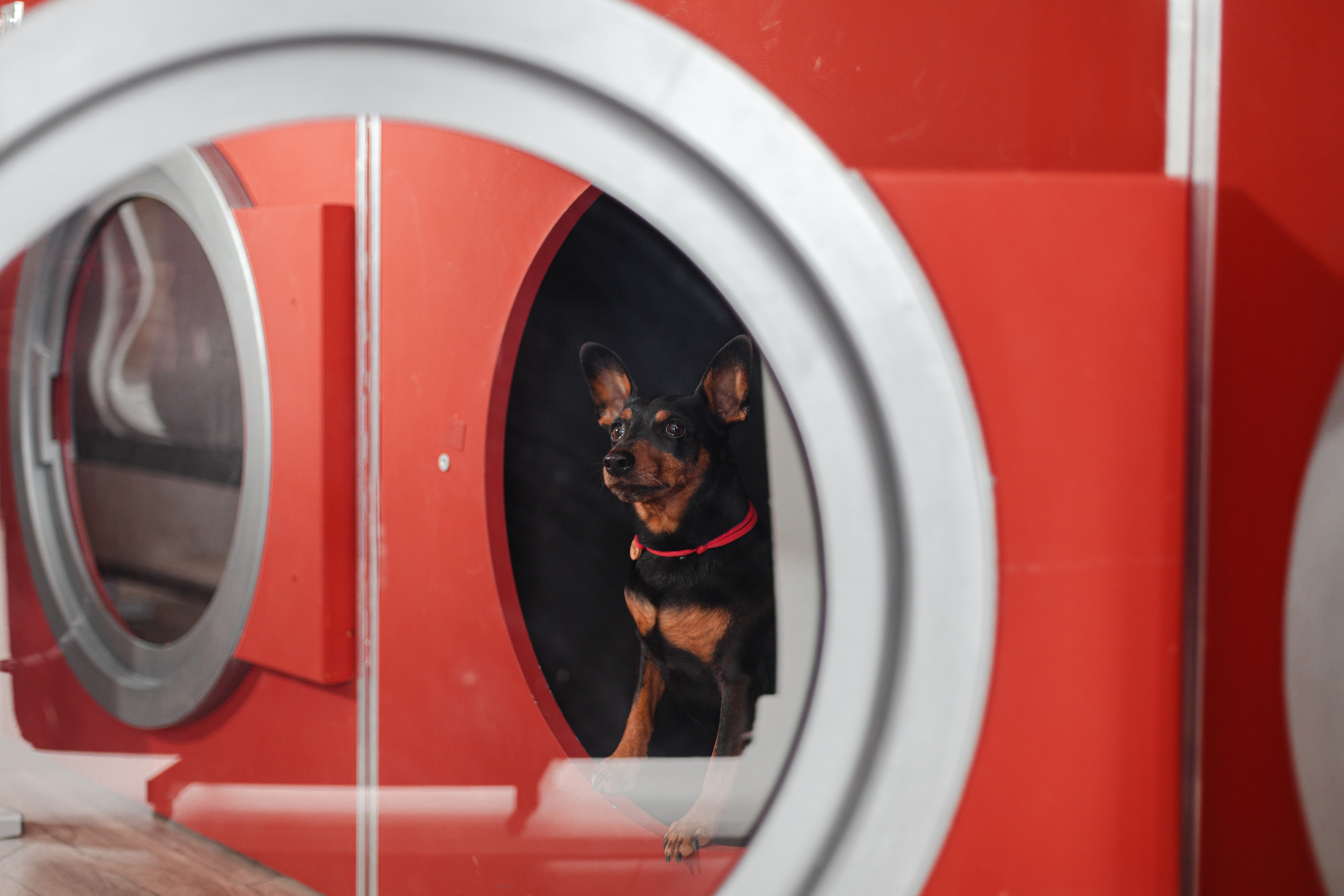 Александра и пинчеры Майя и Джой. Фотограф-анималист Татьяна Степанова