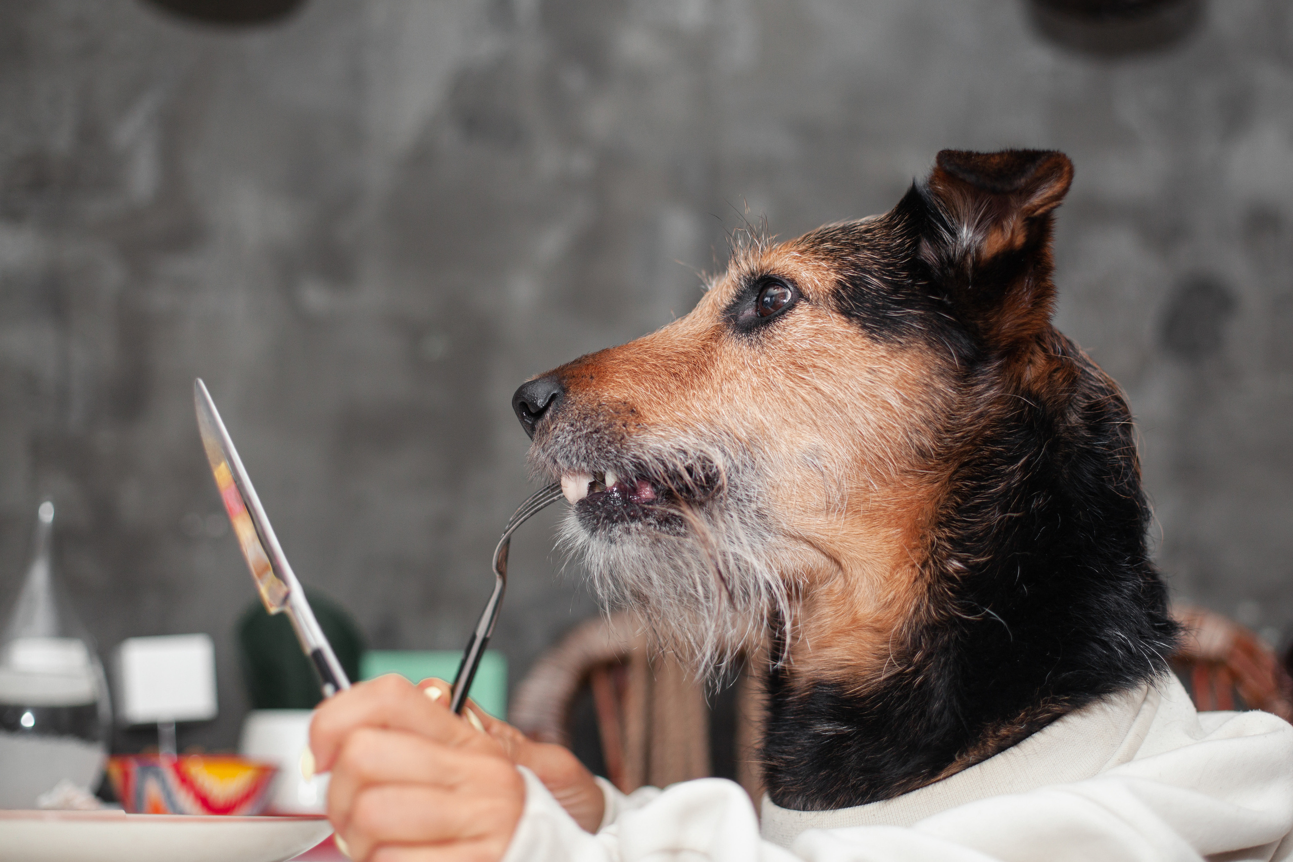 Лиза и Бренда. Фотограф-анималист Татьяна Степанова