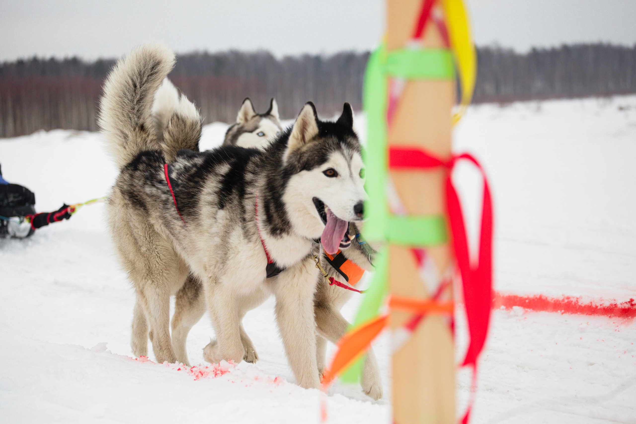 Холодные игры 28 февраля 2022. Фотограф-анималист Татьяна Степанова