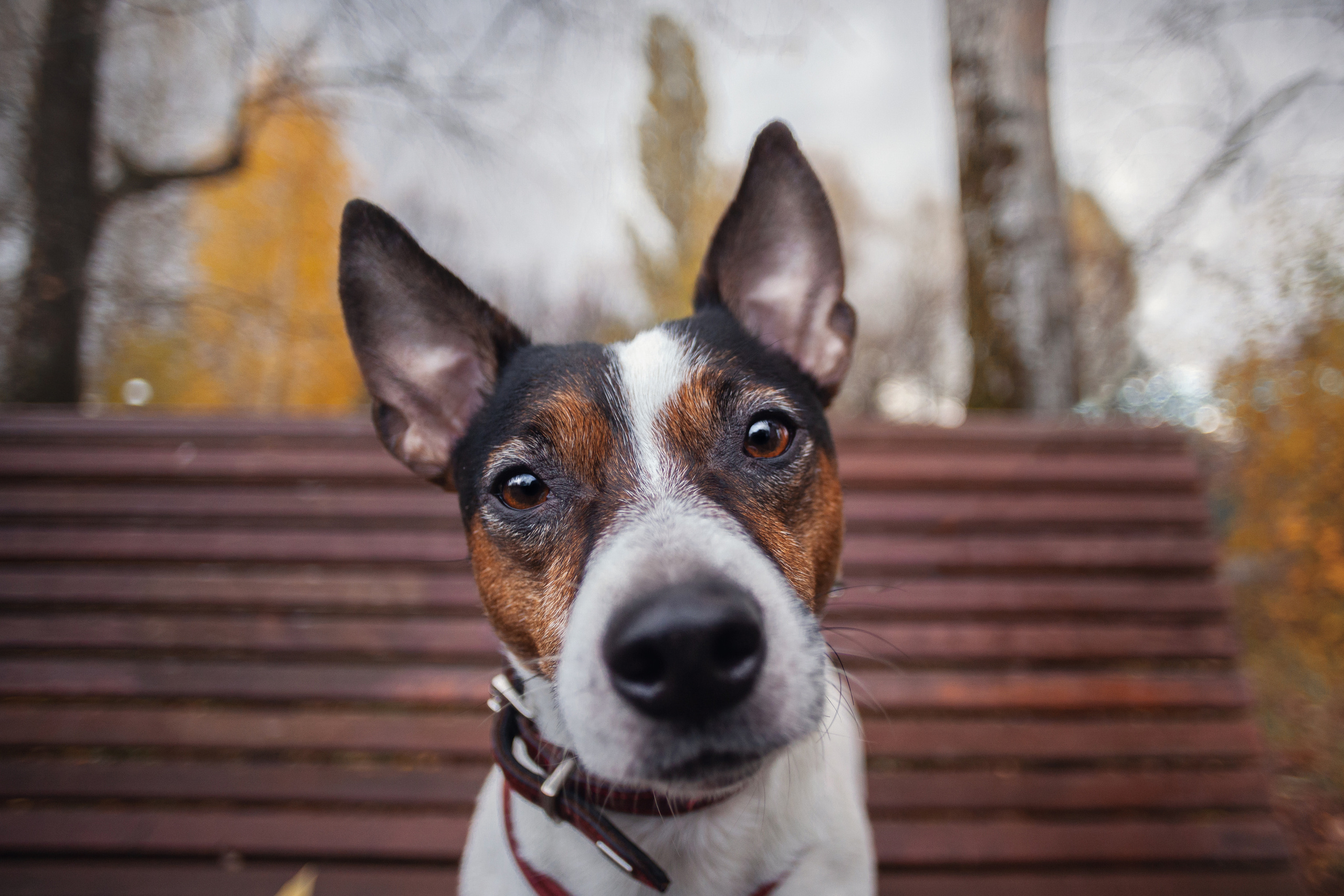 Женя, Скай и Арти в ПКИО Северное Тушино. Фотограф-анималист Татьяна Степанова