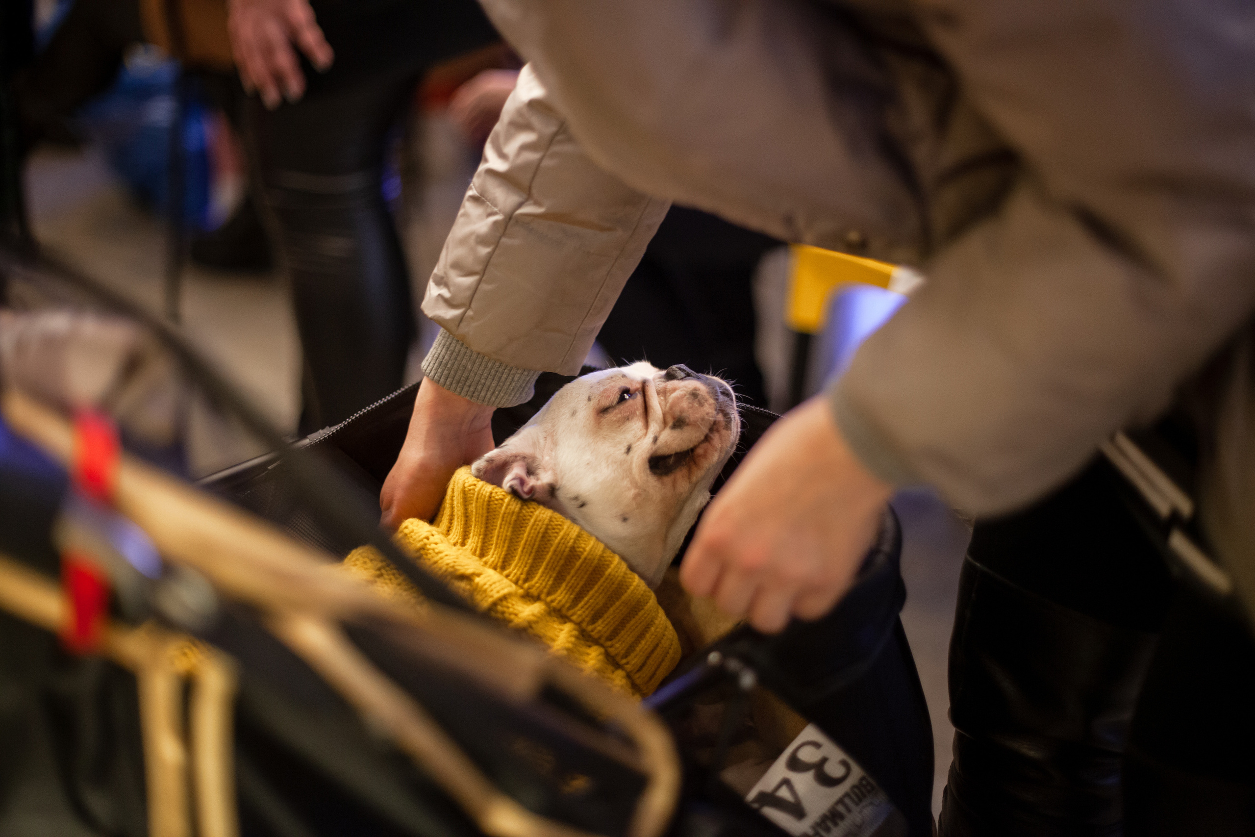 Бульелка 2022. Фотограф-анималист Татьяна Степанова