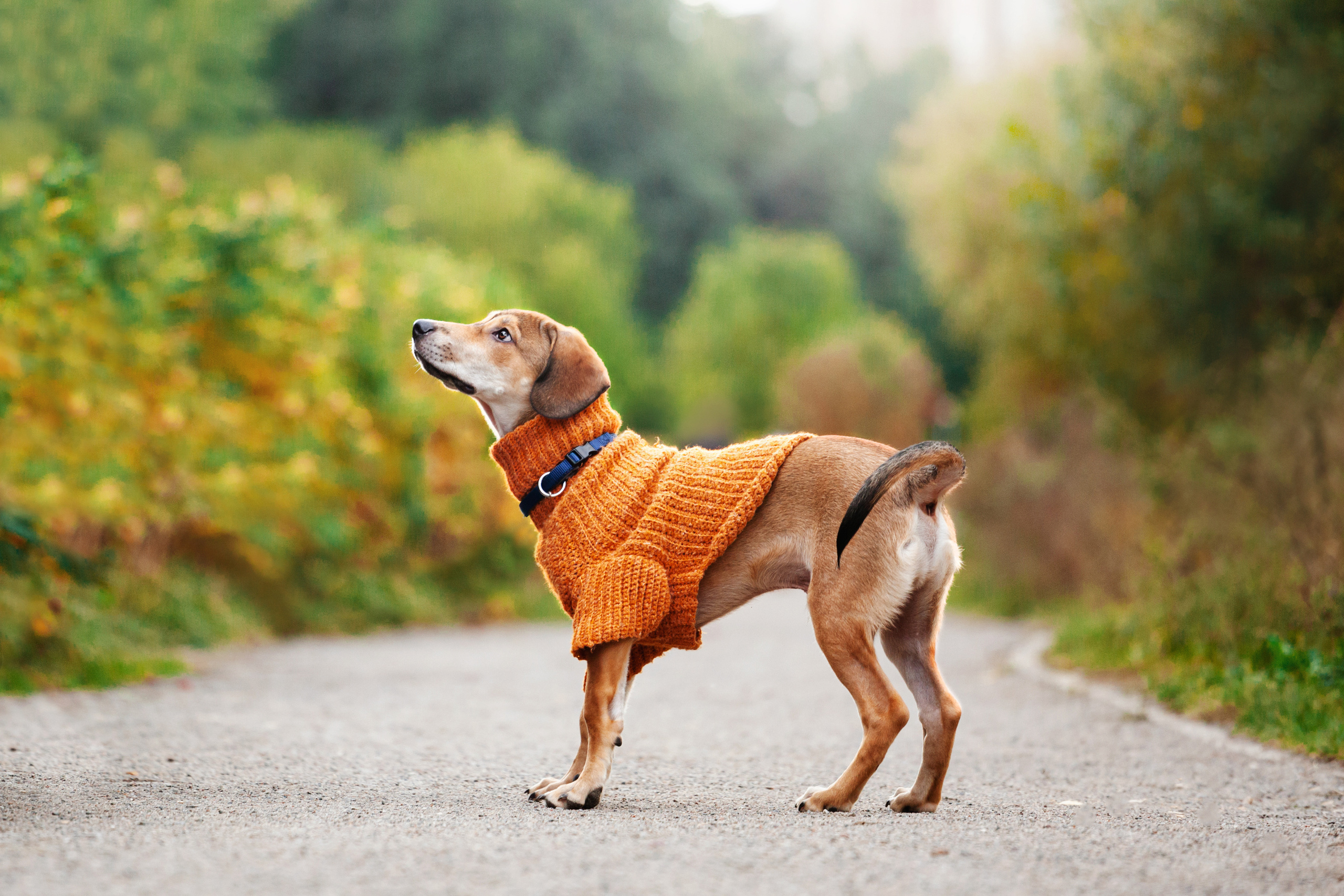 Лукас и Бусинка 2022. Фотограф-анималист Татьяна Степанова