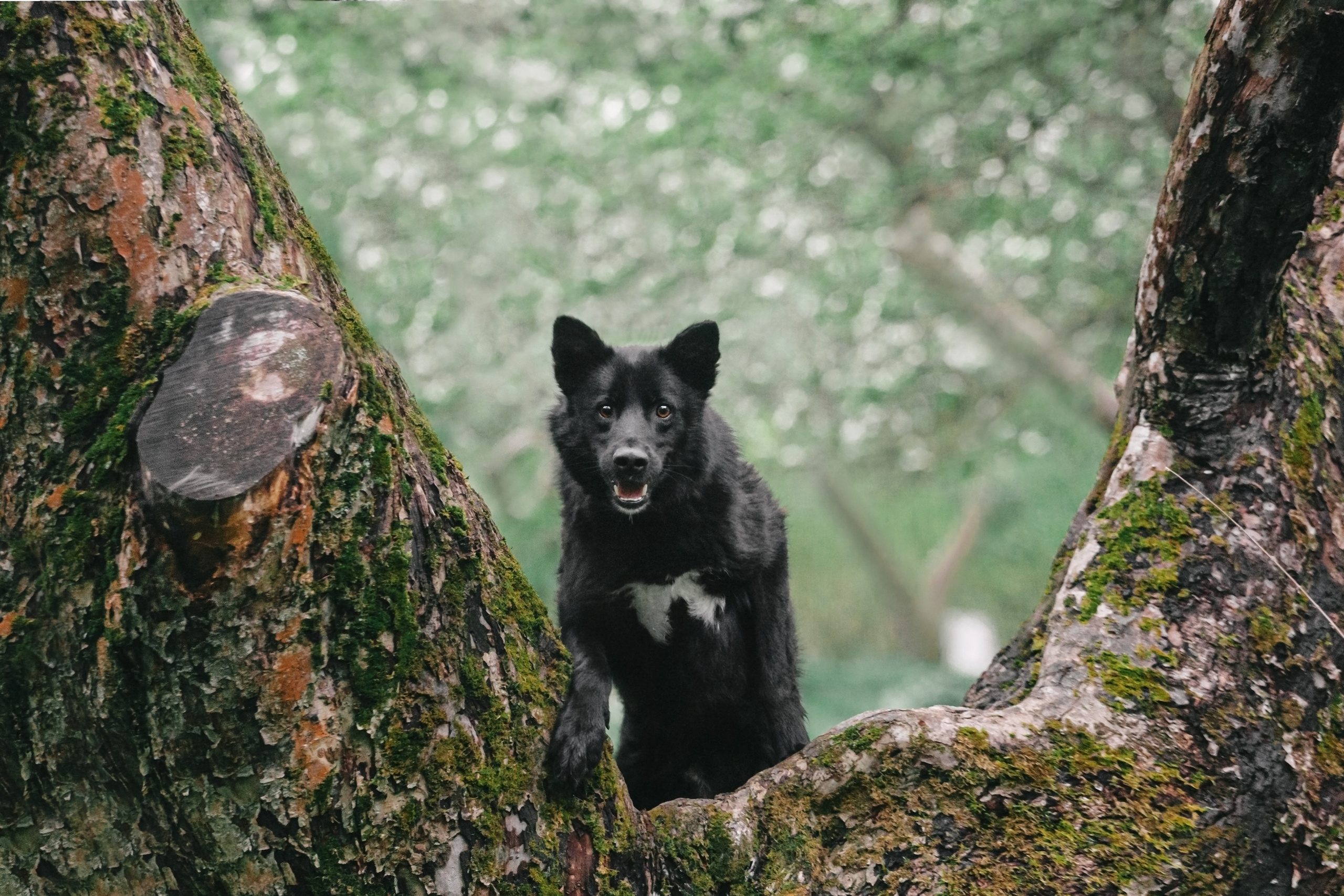 Съемка 3 собак в цветении 2023. Фотограф-анималист Татьяна Степанова