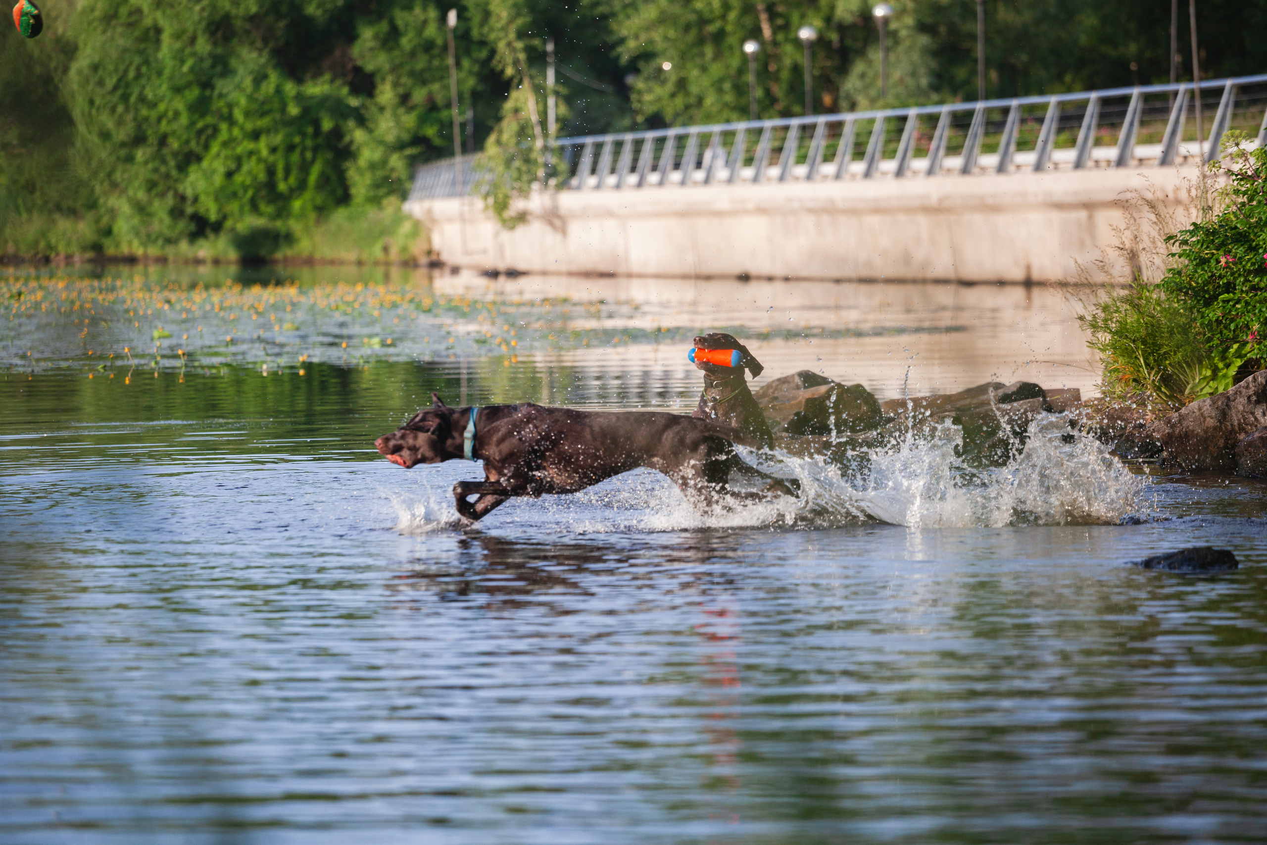 Рассветная съемка в ПКИО Северное Тушино. Фотограф-анималист Татьяна Степанова