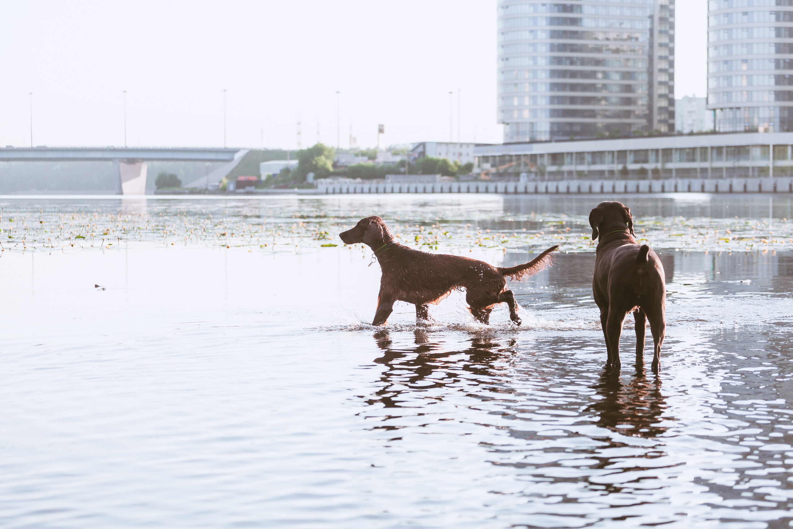 Рассветная съемка в ПКИО Северное Тушино. Фотограф-анималист Татьяна Степанова