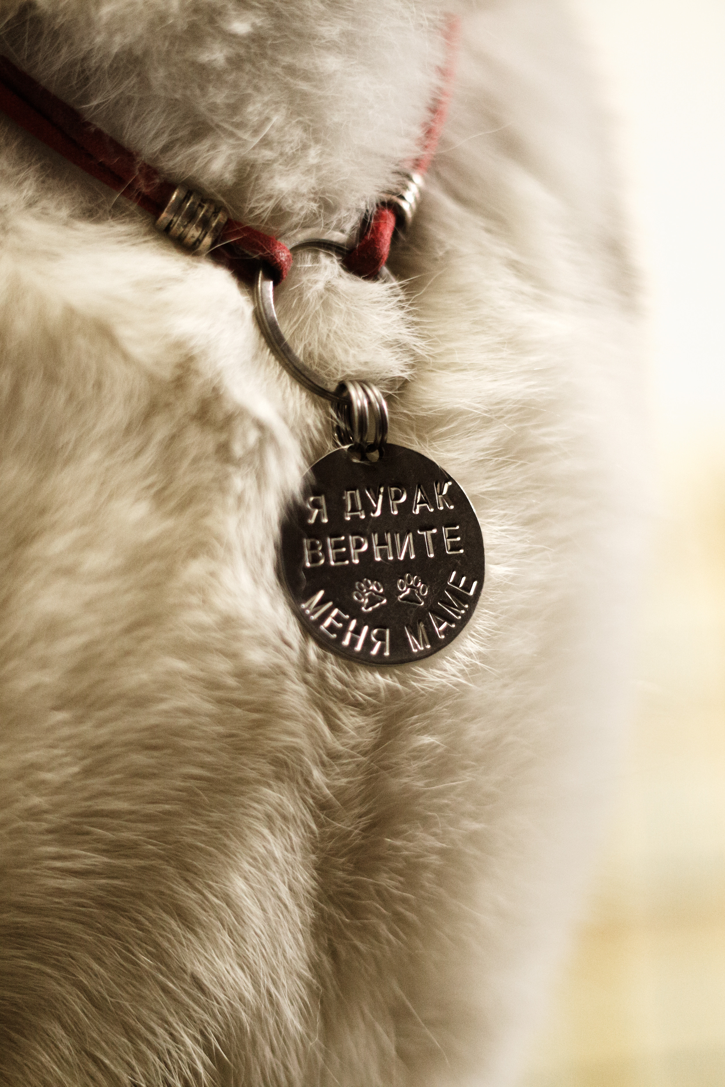 Киба и Аки. Фотограф-анималист Татьяна Степанова