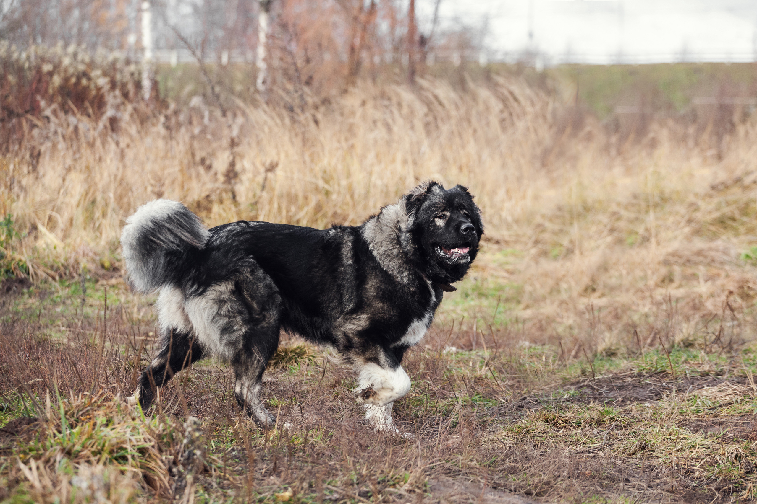 Фонд помощи кавказским овчаркам (Дудусик дог) 2022. Фотограф-анималист Татьяна Степанова