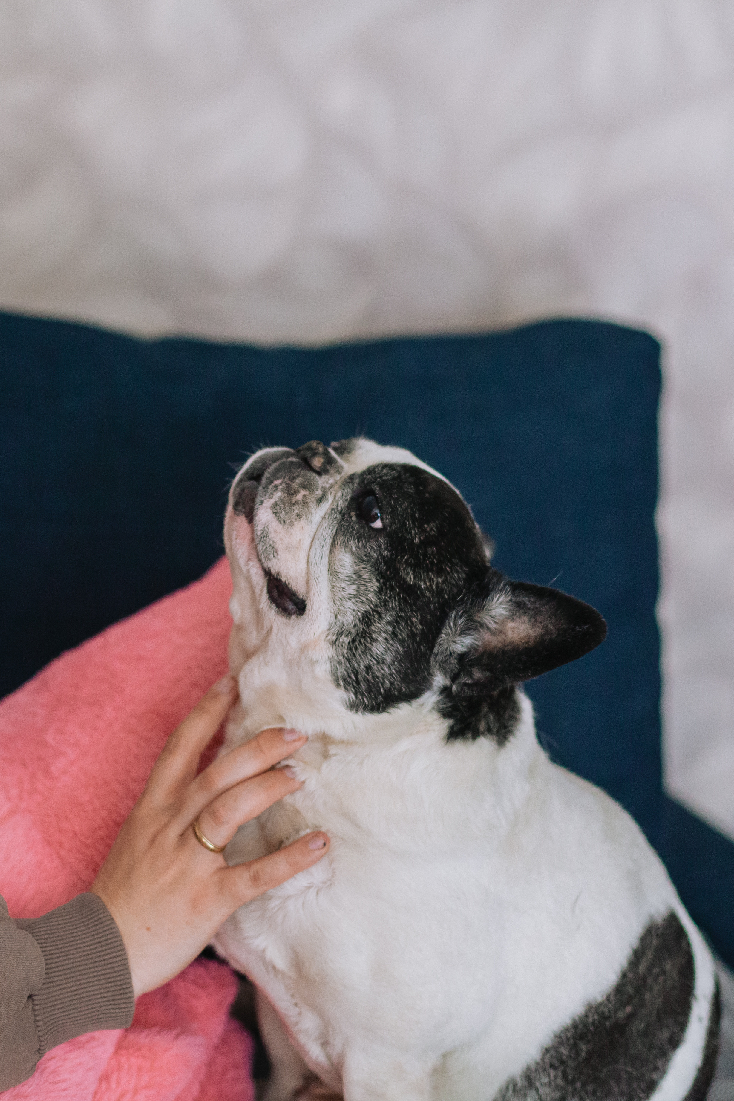 Семейная домашняя фотосессия. Фотограф-анималист Татьяна Степанова