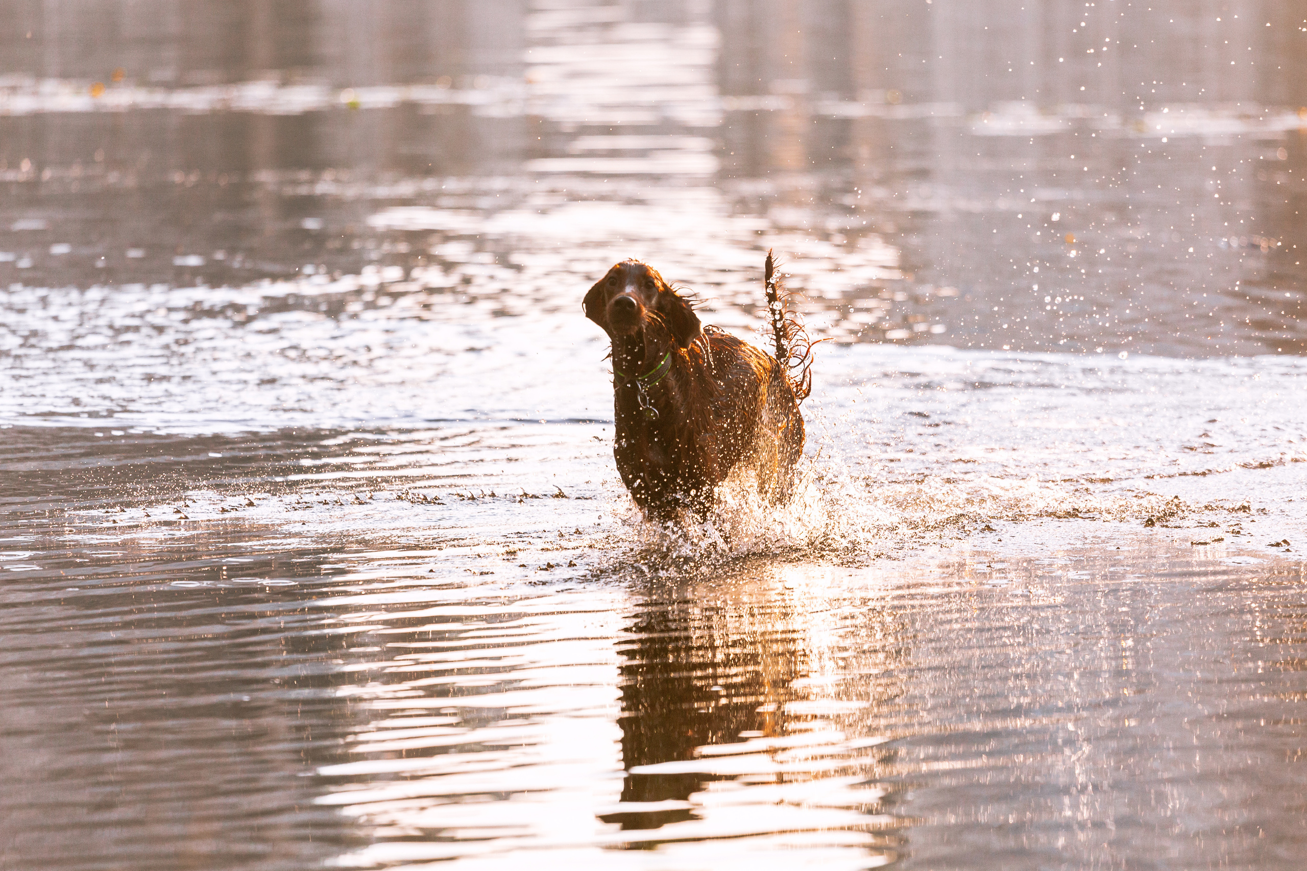 Рассветная съемка в ПКИО Северное Тушино. Фотограф-анималист Татьяна Степанова