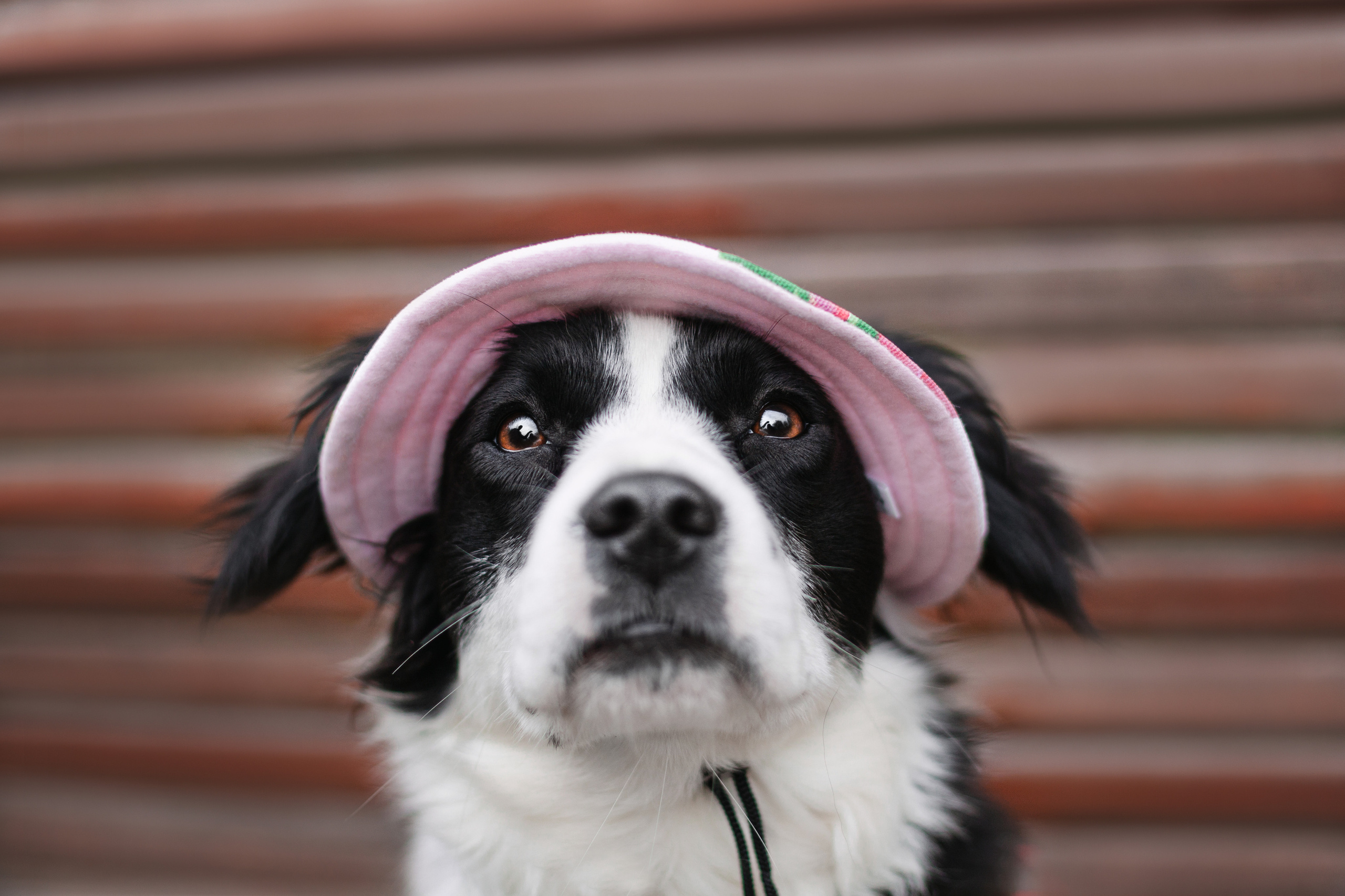 Съемка 3 собак в цветении 2023. Фотограф-анималист Татьяна Степанова