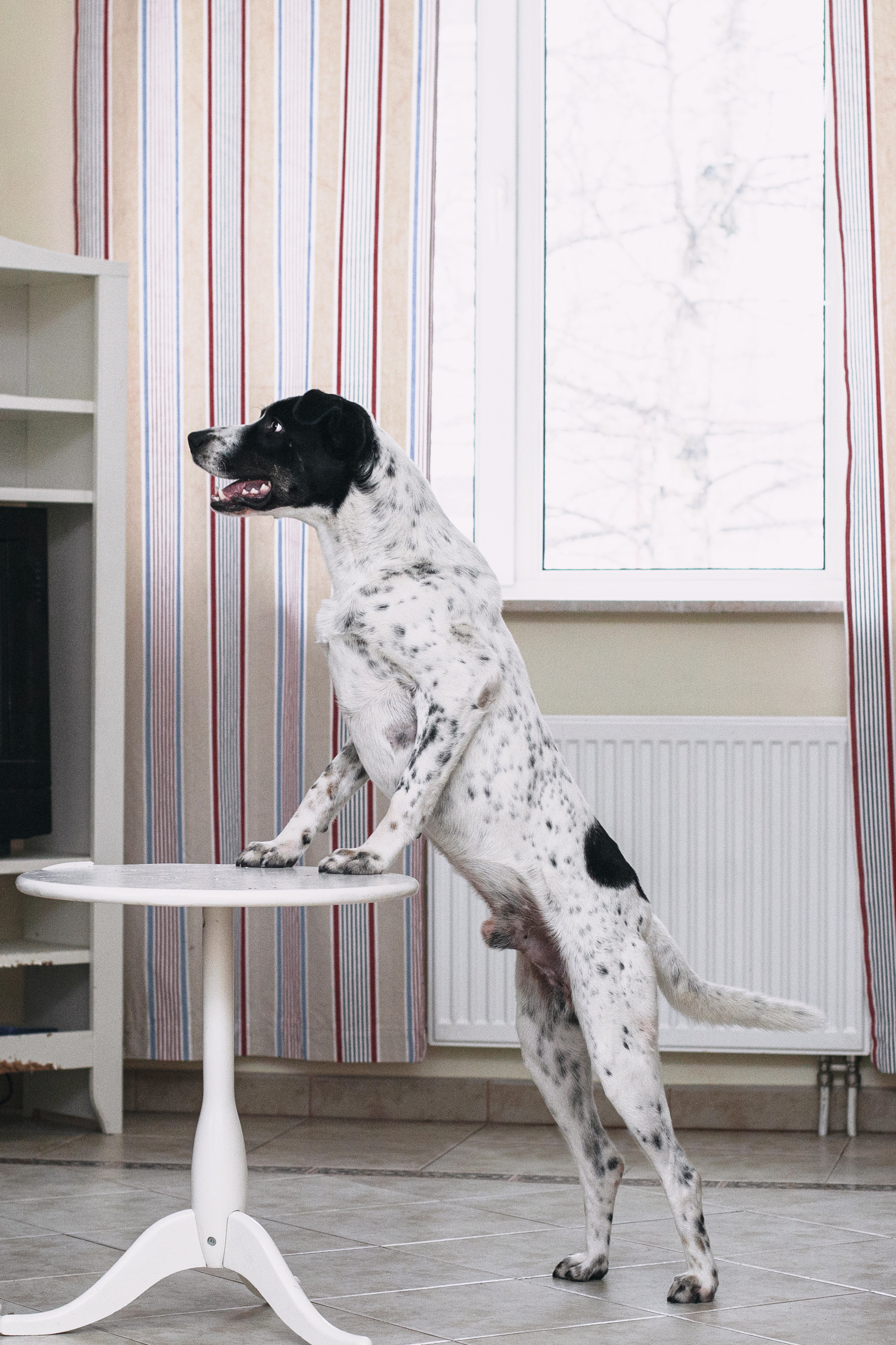 Домашняя съемка 2 собак и кошки 2023. Фотограф-анималист Татьяна Степанова